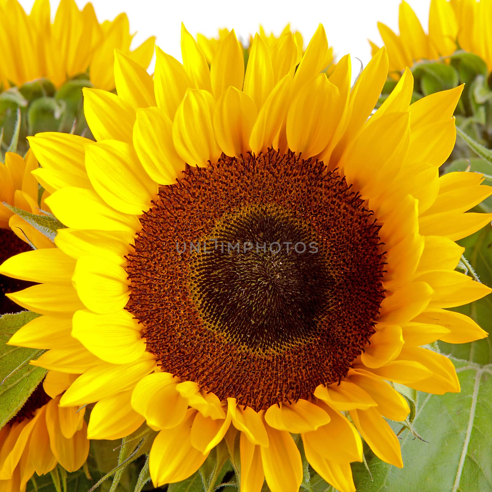 Bouquet of sunflowers in closeup over white background
