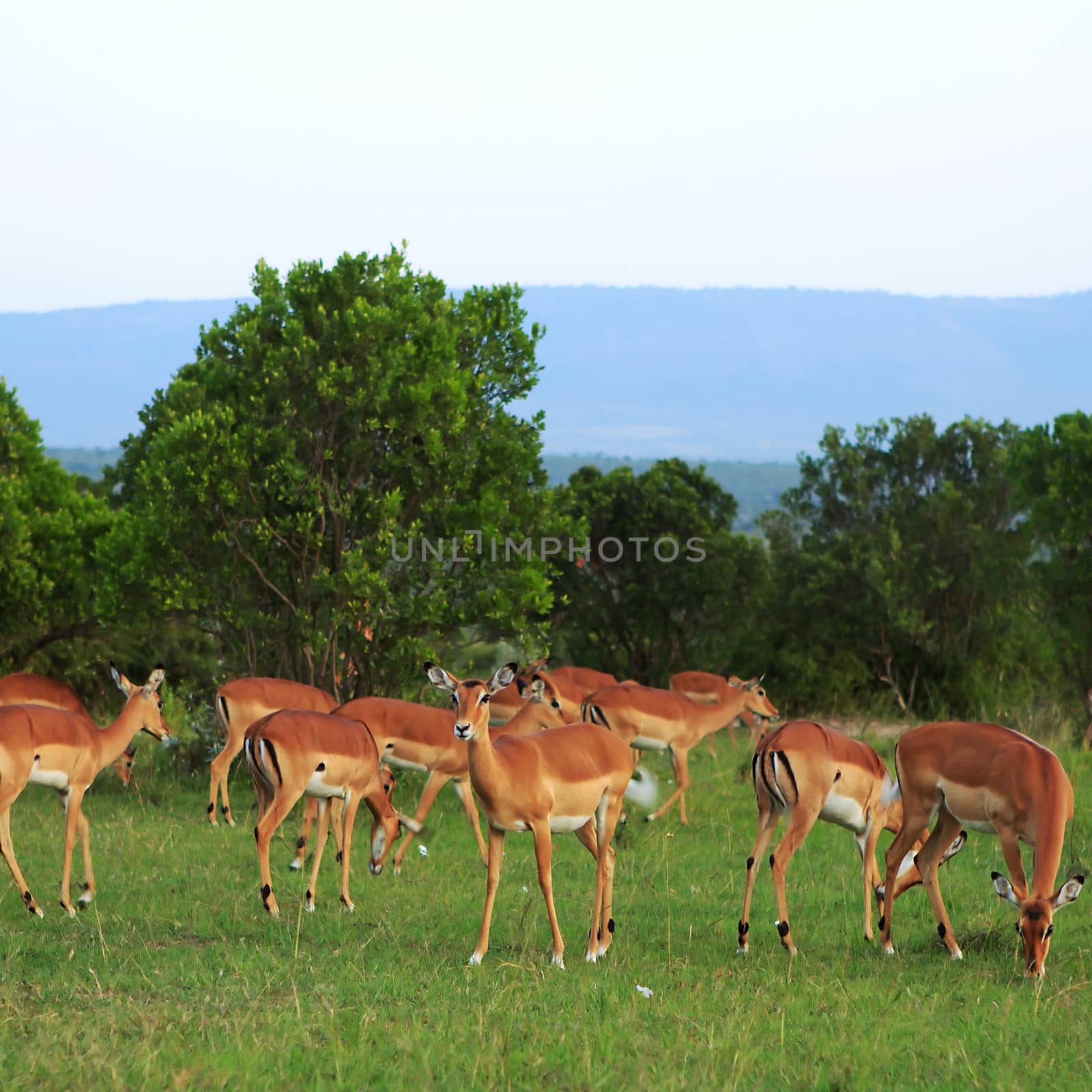 Group of African Gazelles wildlife in Kenya