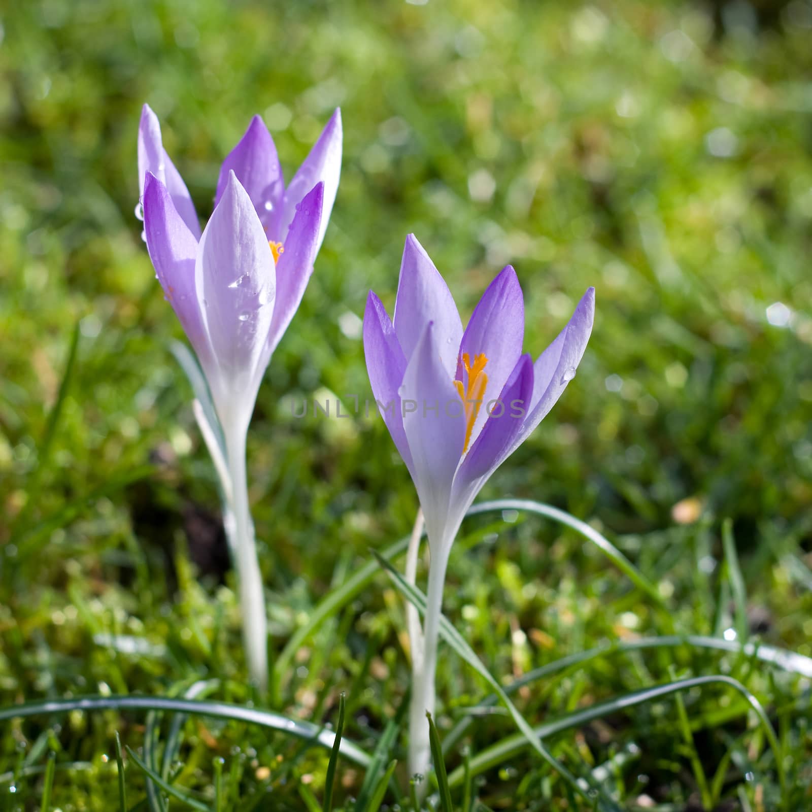 Dutch spring crocus flowers in grass field