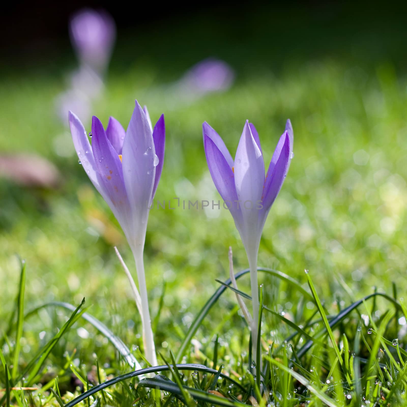 Dutch spring crocus flowers in grass field