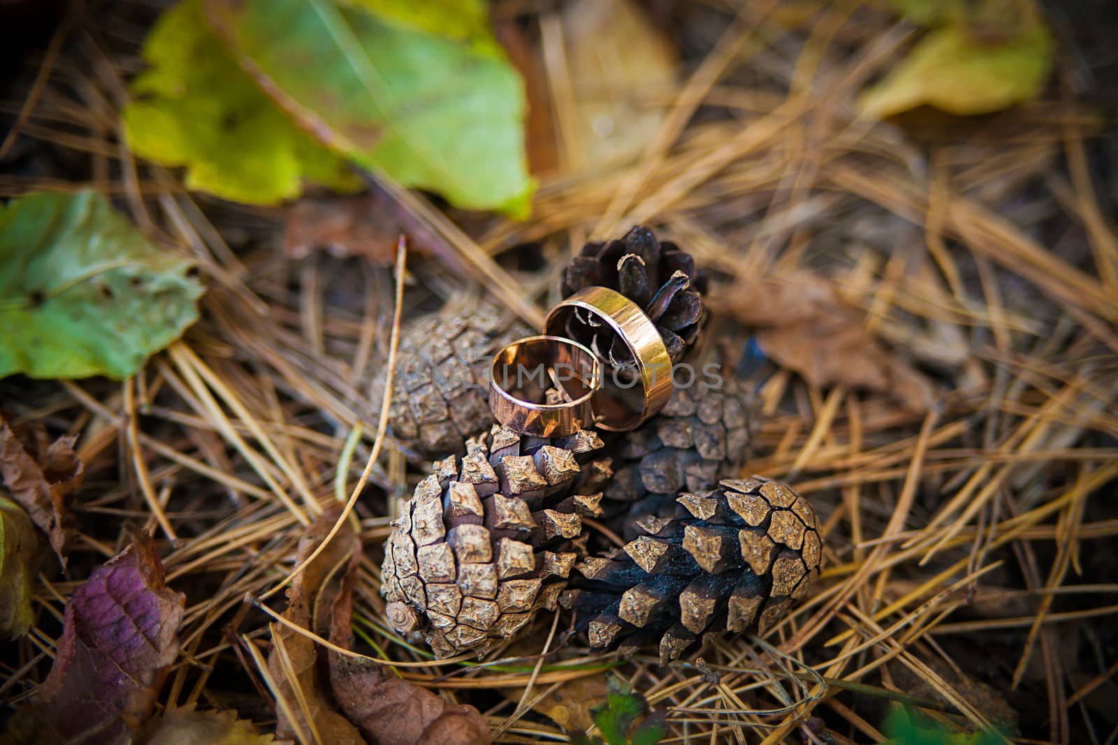 Engagement Theme - Gold Ring on pine cones by sfinks