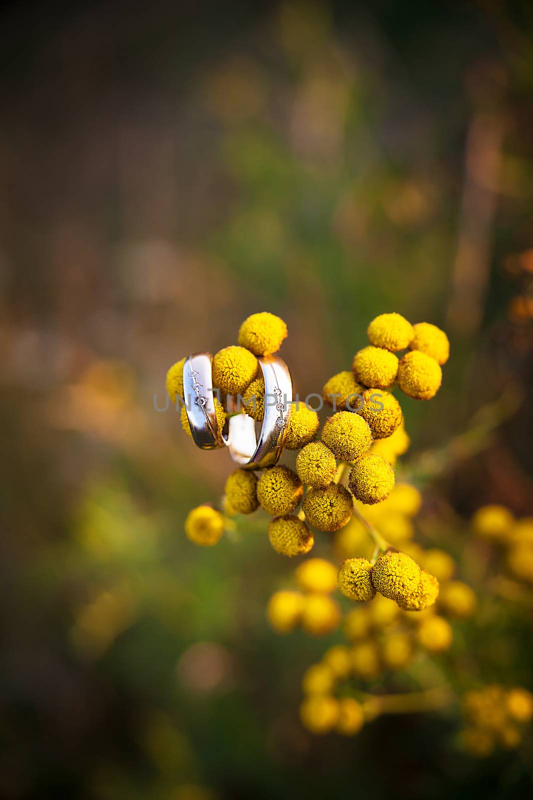 two golden diamond ring on yellow flower