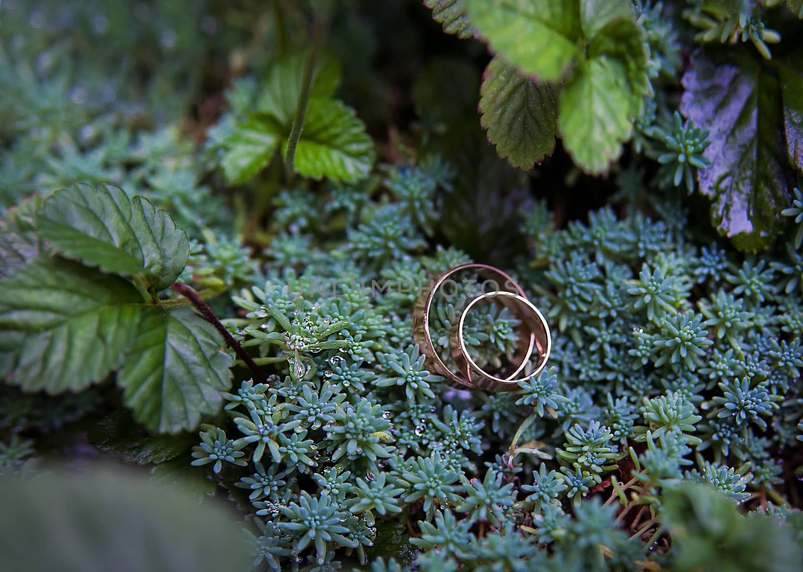 Green plant and wedding rings on green leaves close up