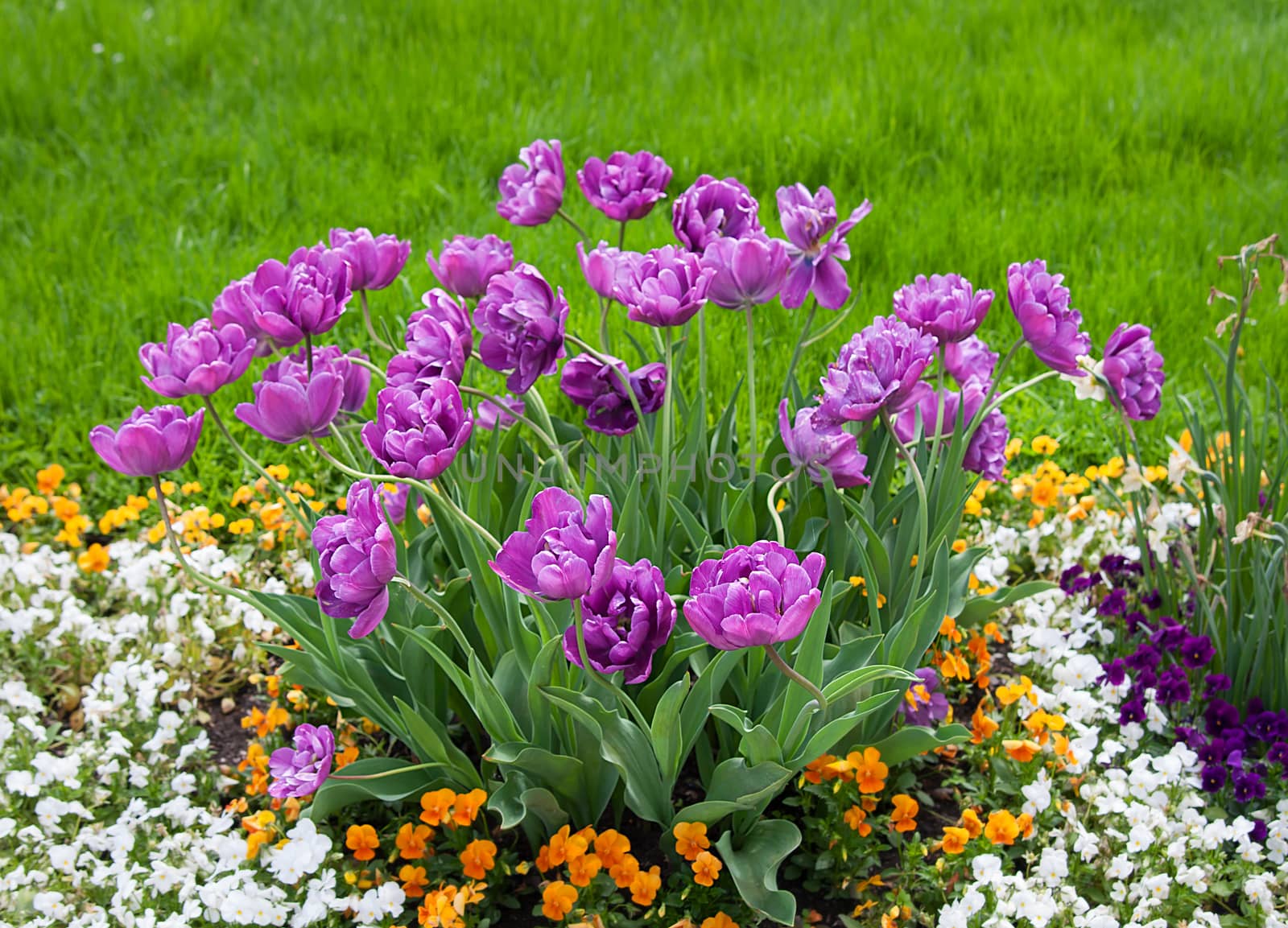 Group purple tulips and other flowers.  by sfinks