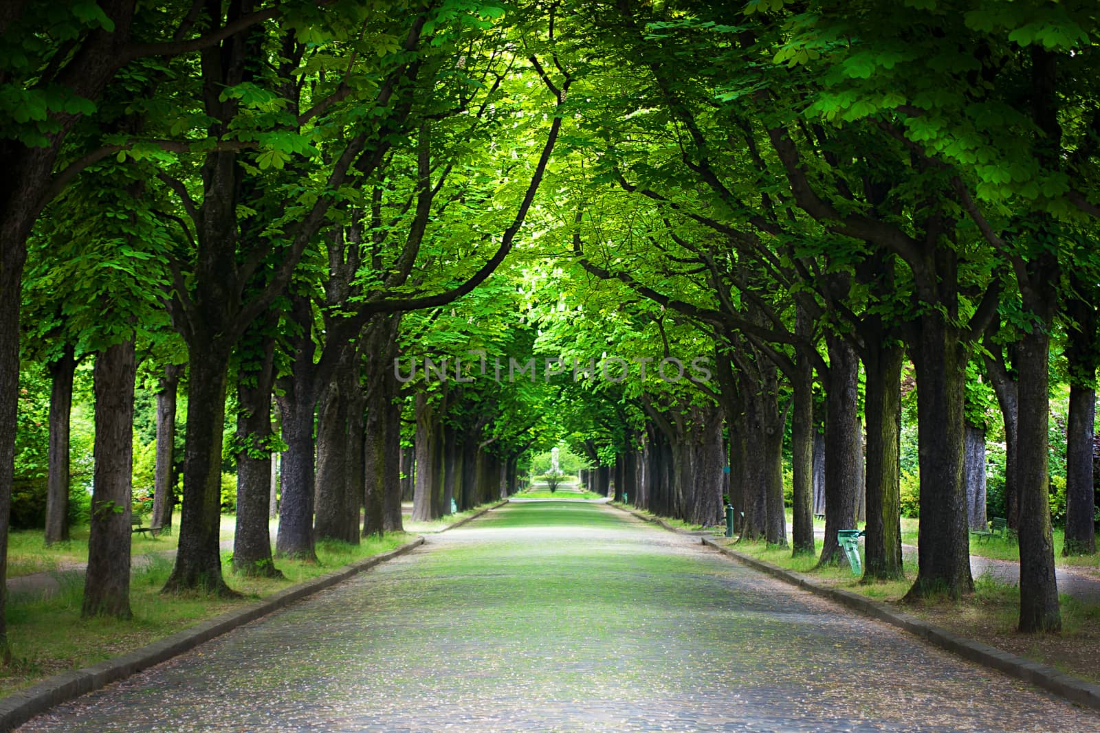 Country road running through tree alley in a beautiful summer day