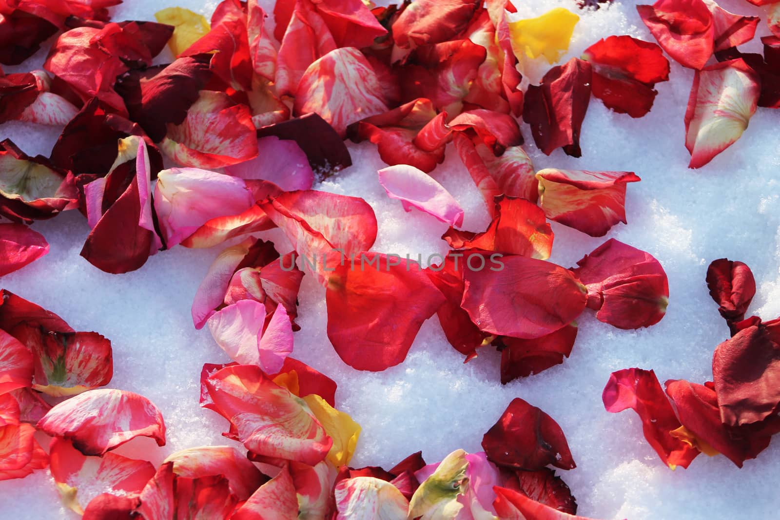 Background of multi-colored rose petals on white snow