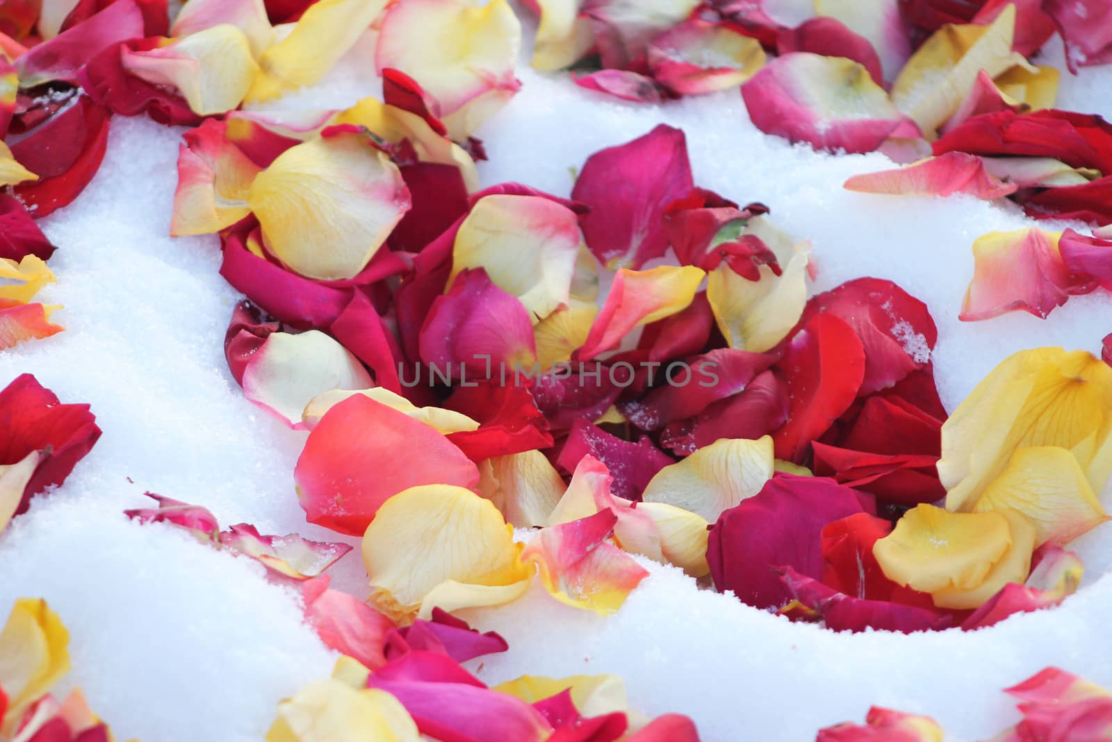 Background of multi-colored rose petals on white snow