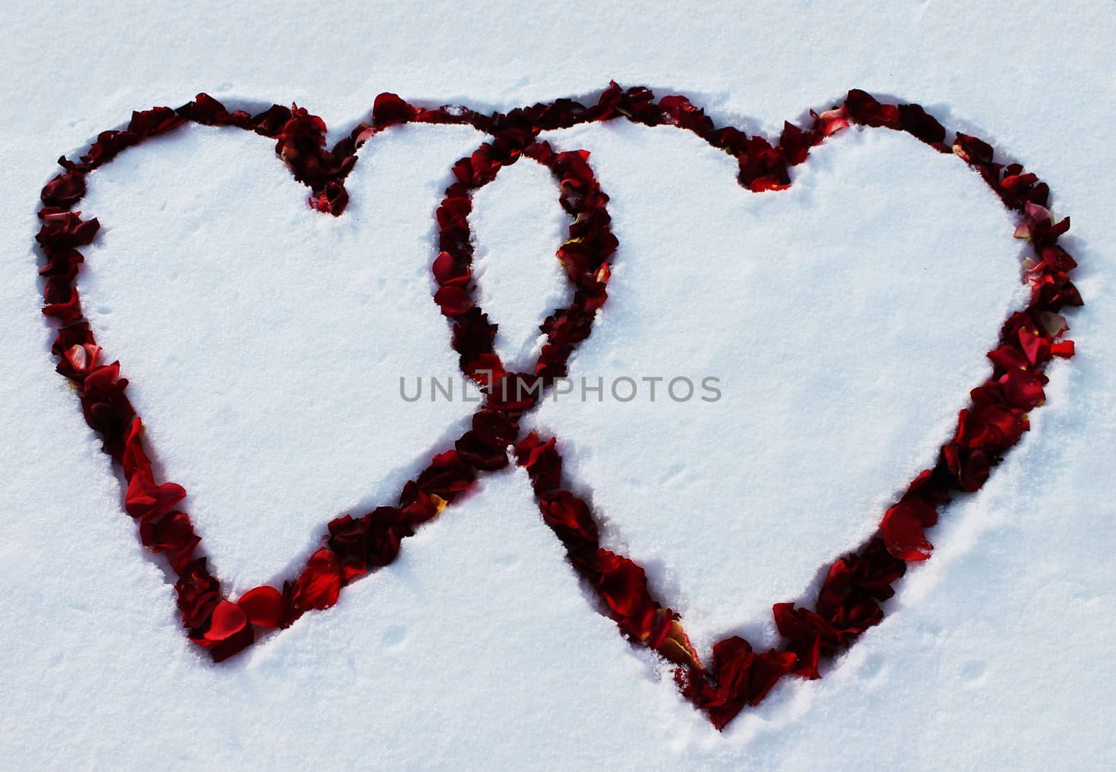 Two hearts on the snow strewn with rose petals along the contour 