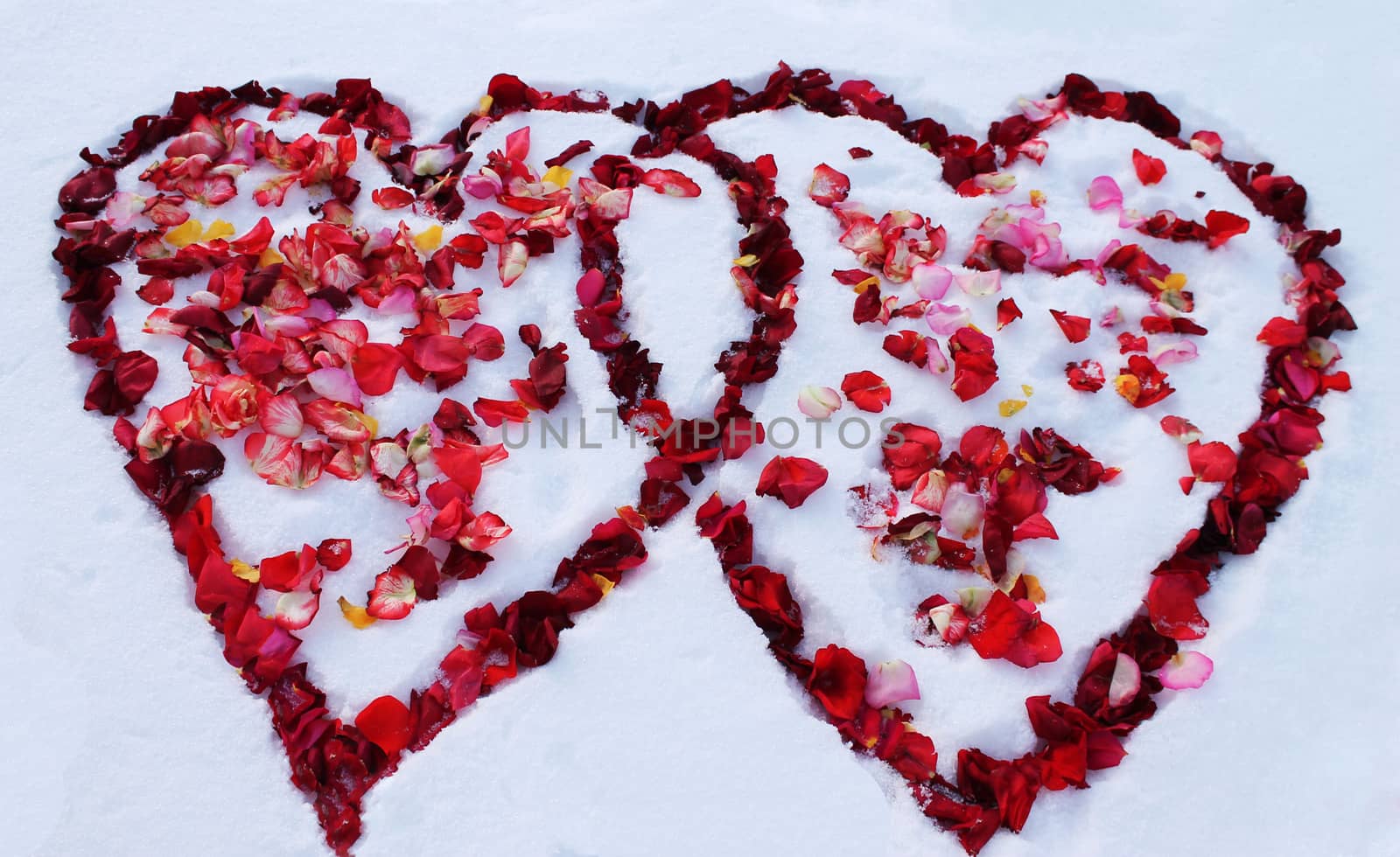 Two hearts on the snow dotted with rose petals