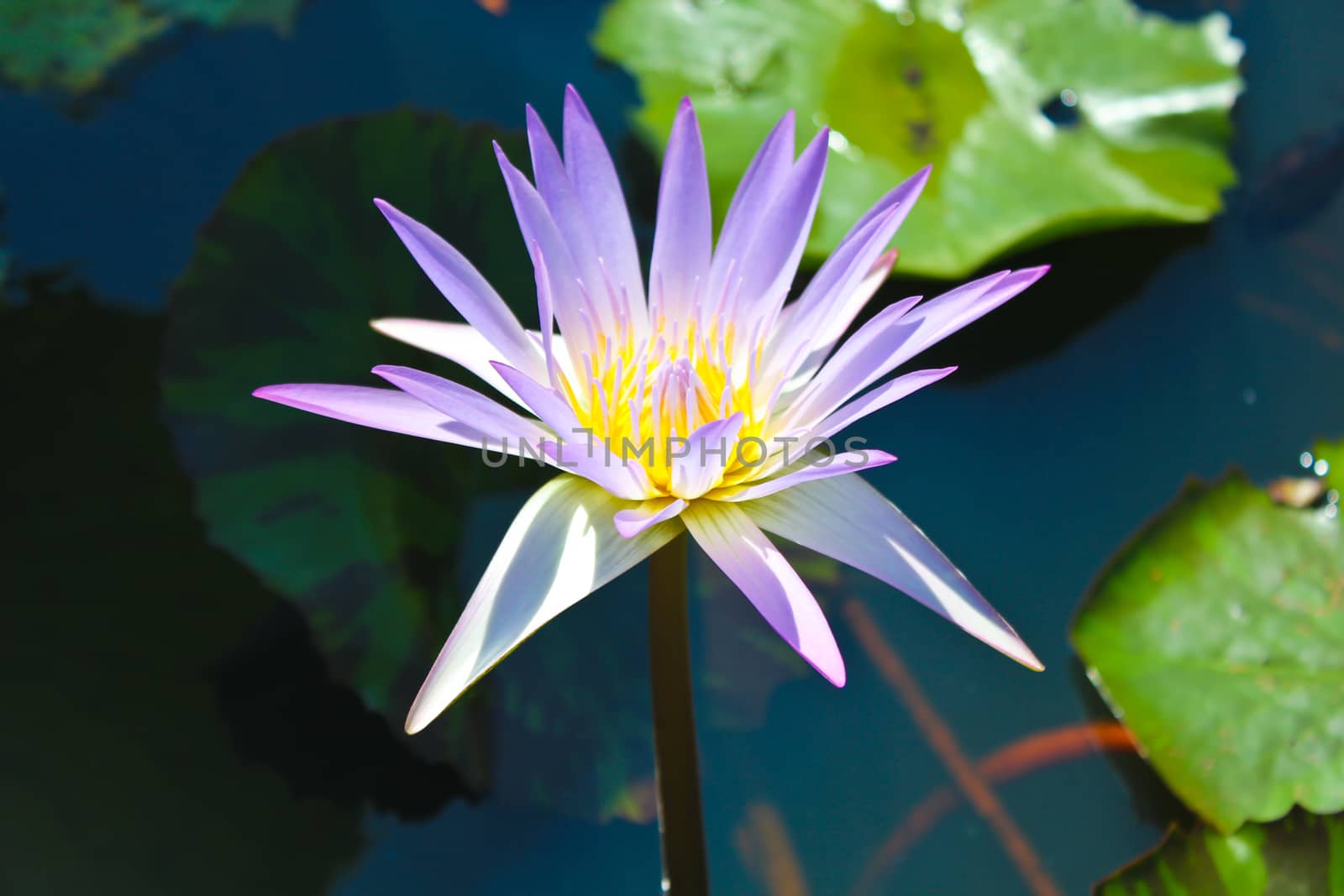 black-water pond with purple lotus which is blooming