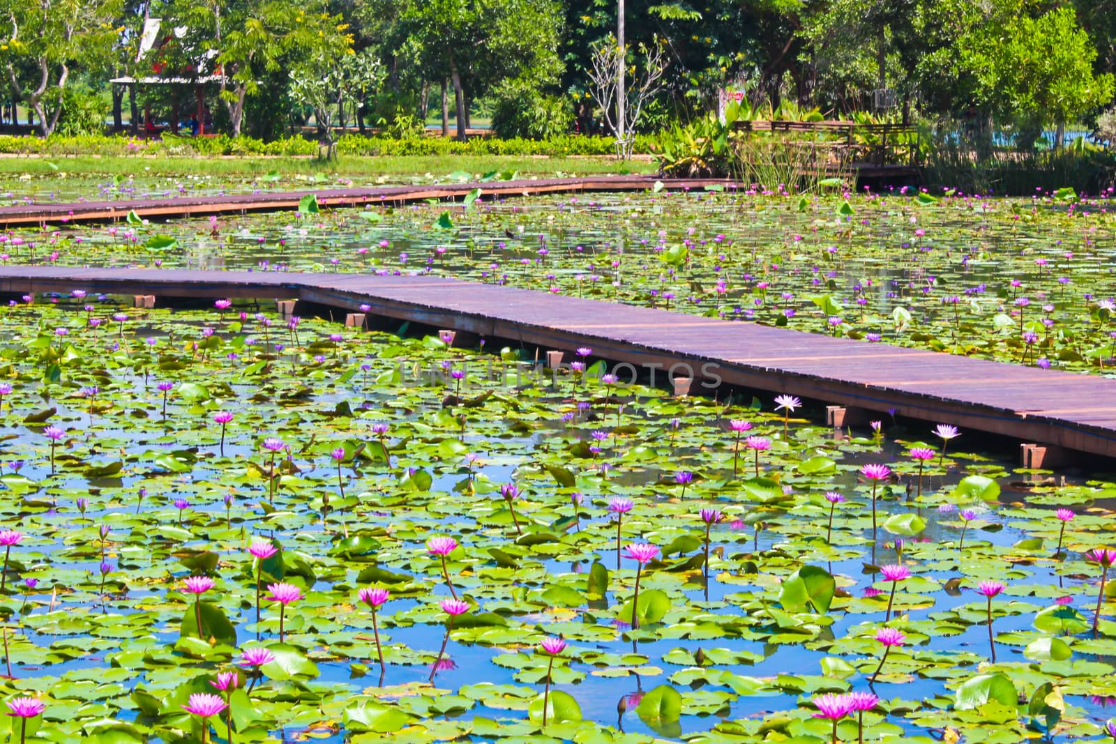 colorful lotus in the pond with wood way to park