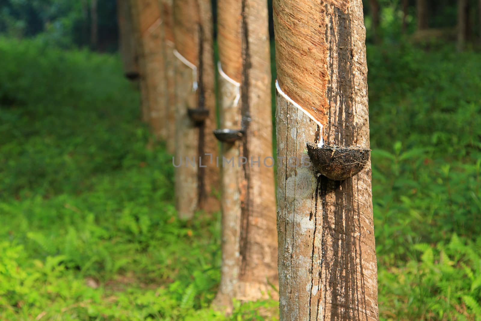 Rubber tree, Thailand