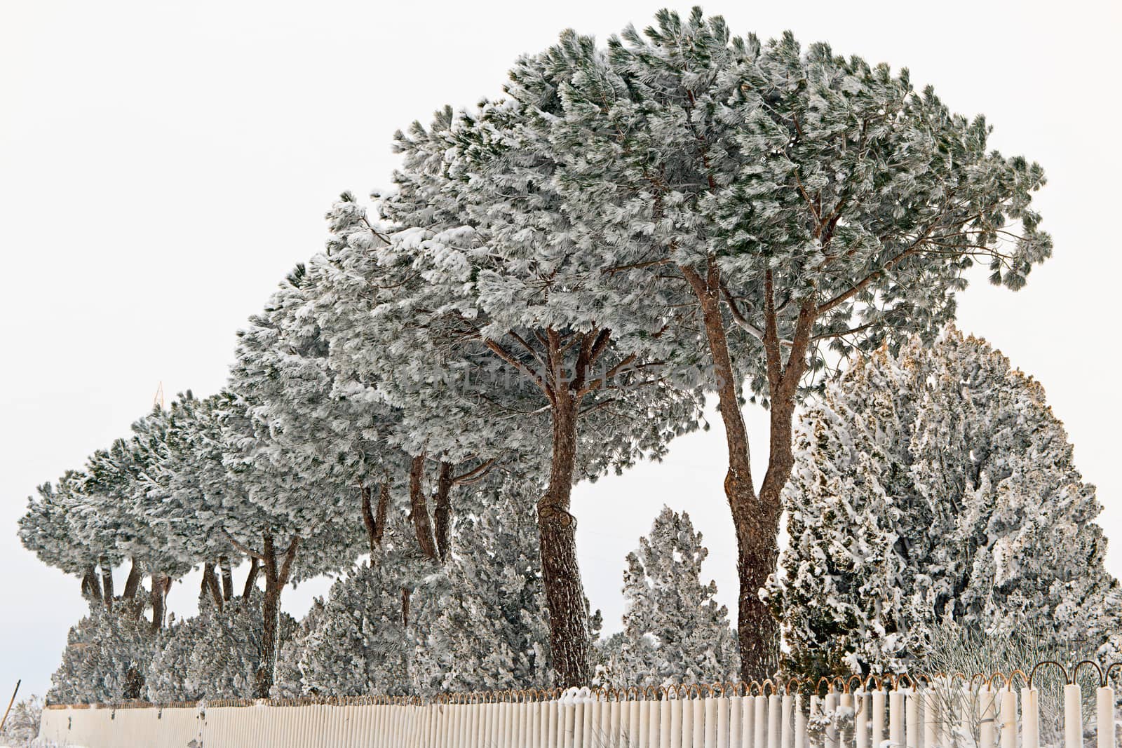 row of snow-covered trees