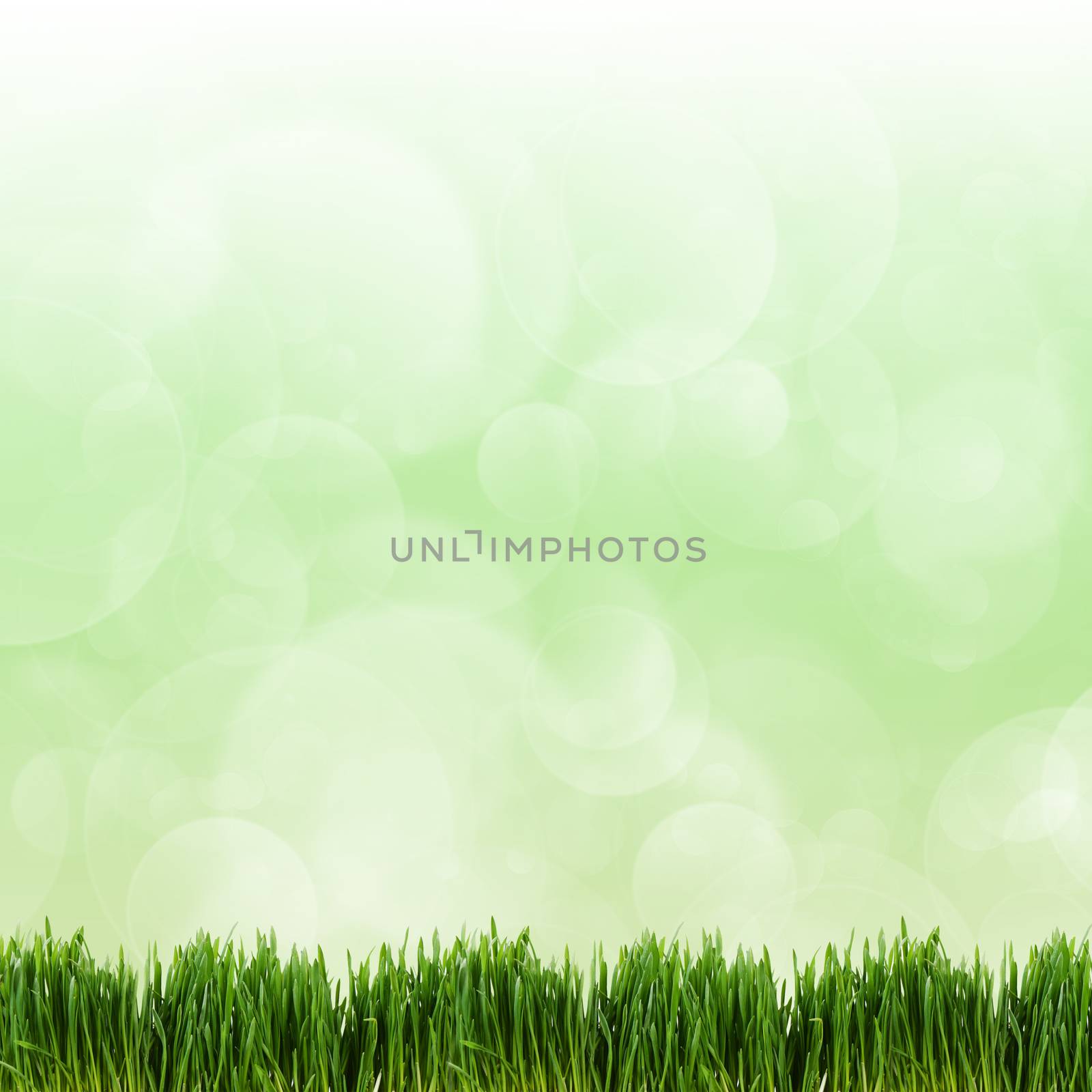 The green grass on green boke background