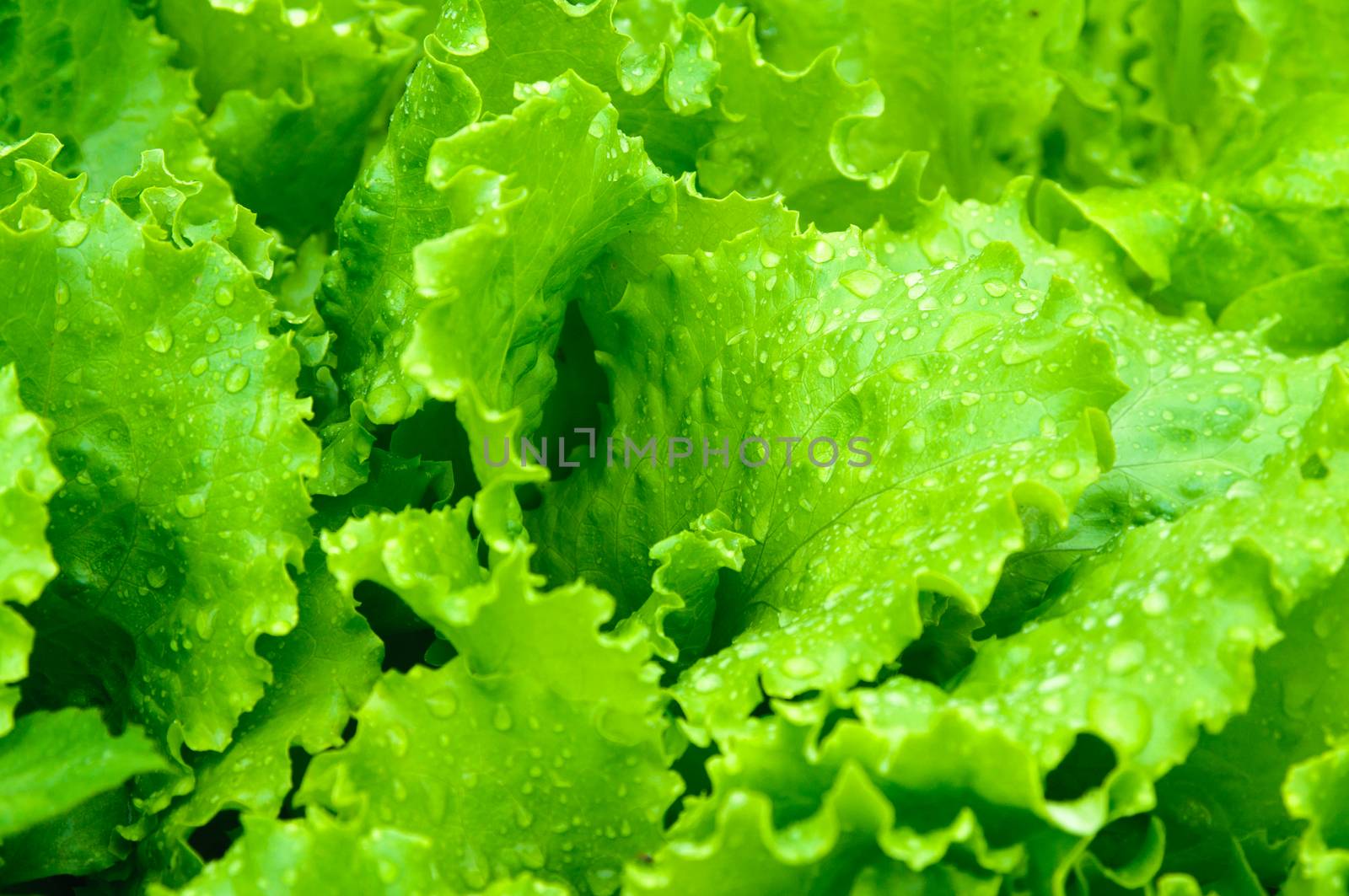 Leaves of green salad closeup