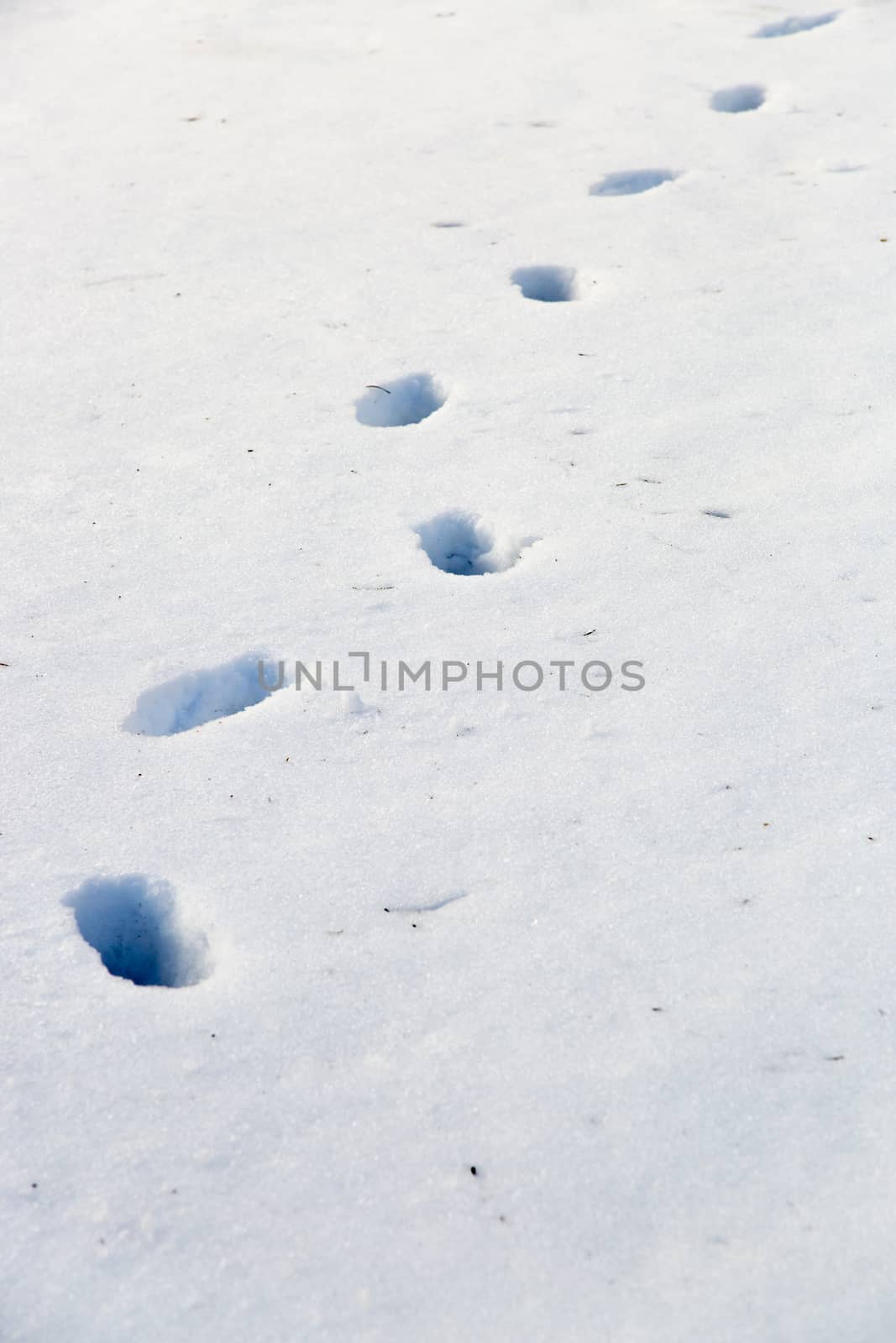 Footsteps in Snow