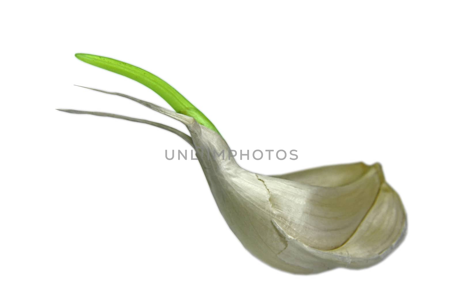 Sprouted Allium sativum, garlic by yands