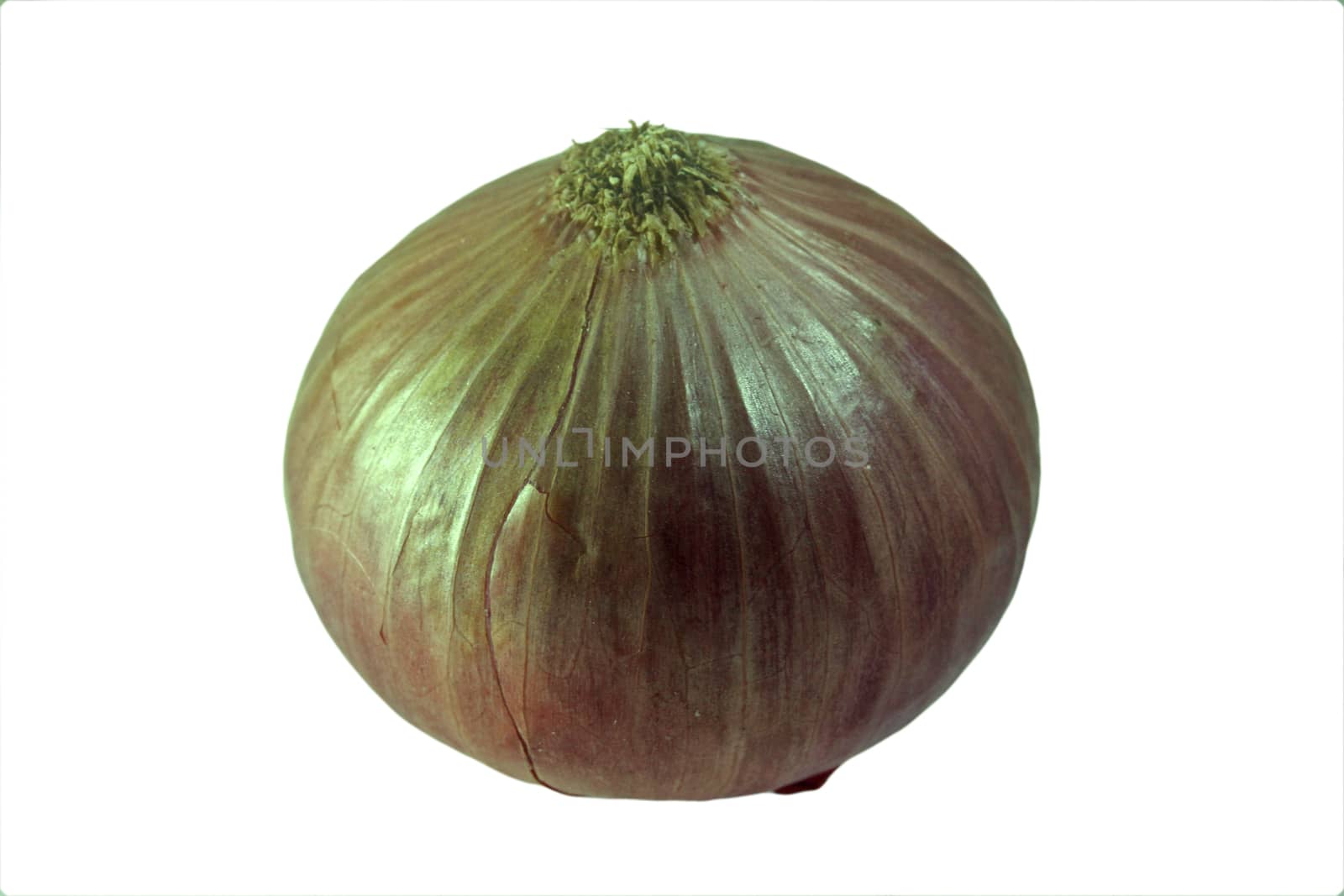 The onion, Allium cepa also known as the bulb onion or common onion, is used as a vegetable and is the most widely cultivated species of the genus Allium.