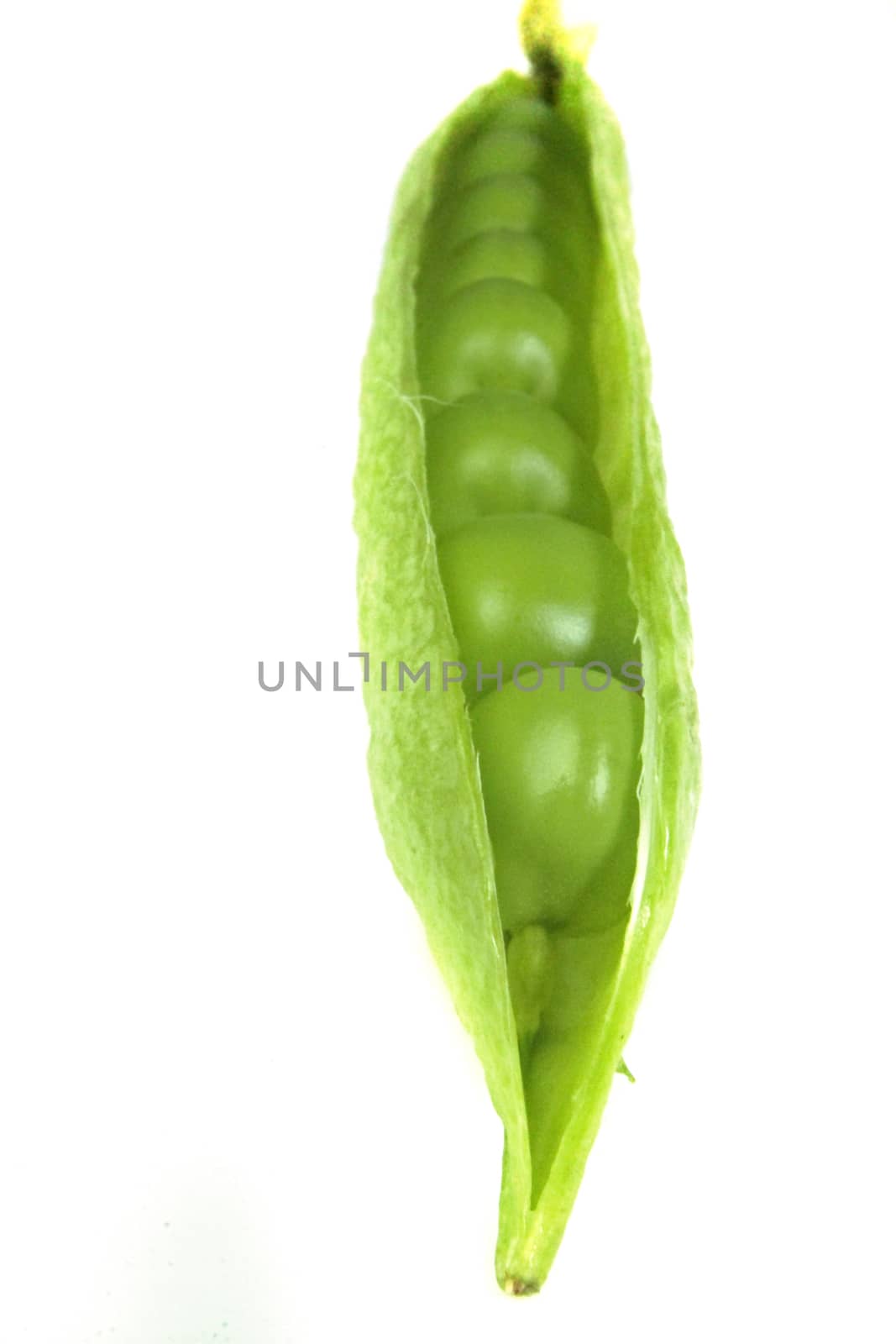 Snap peas, Pisum sativum var. macrocarpon also known as sugar snap peas, are a cultivar group of edible-podded peas.