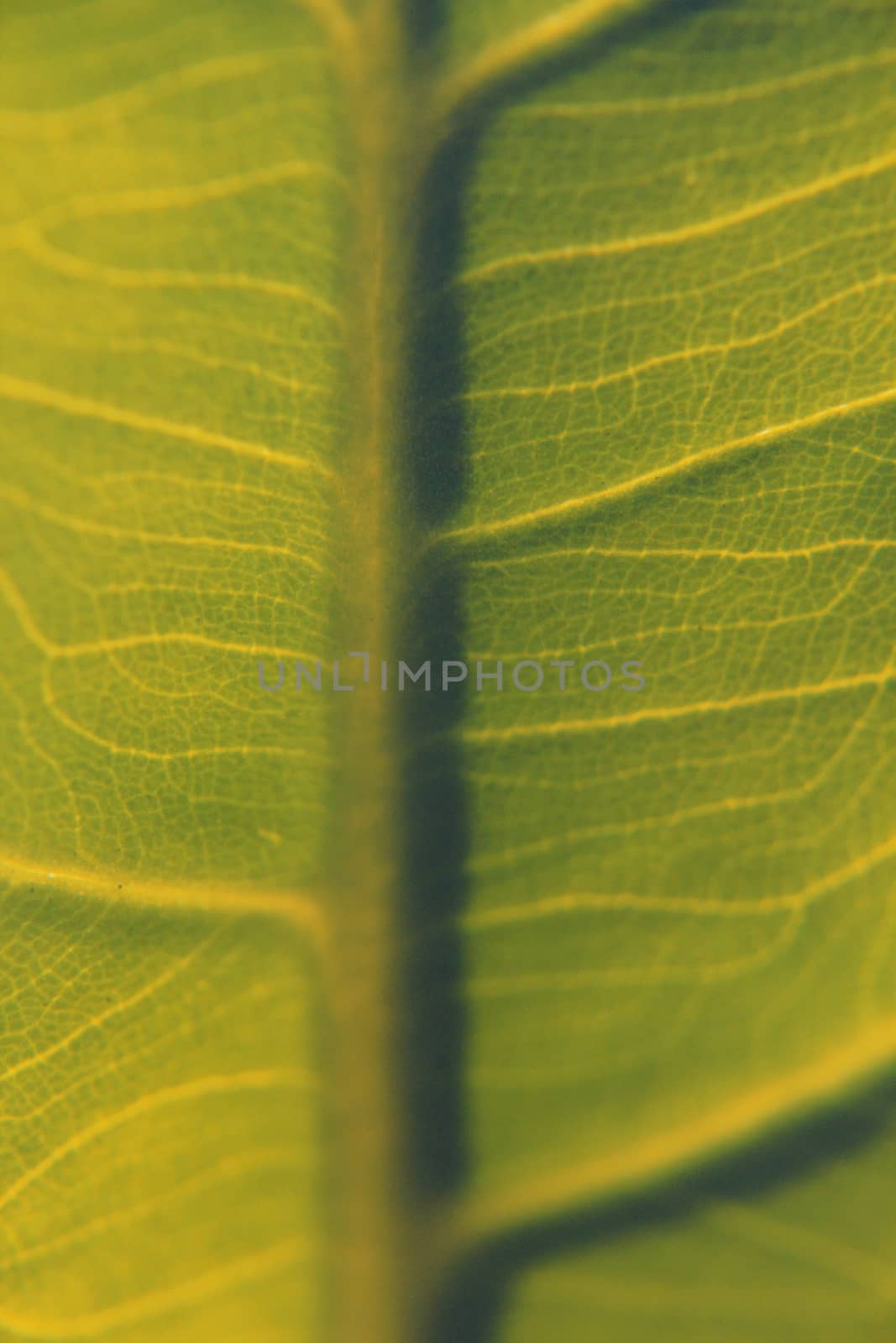 Close up of Taro leaf, Colocasia esculenta by yands