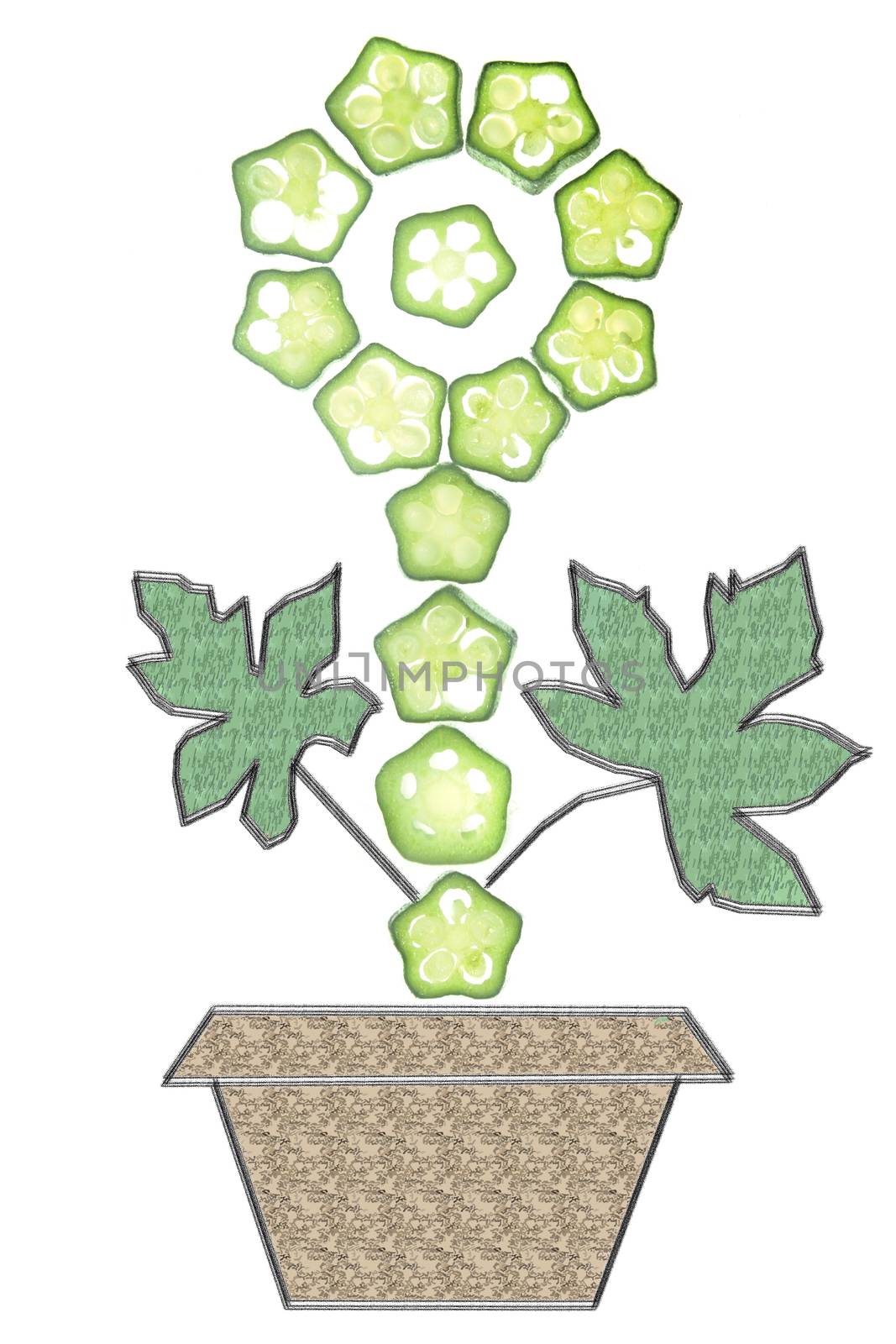 Cross section of Abelmoschus esculentus, Lady Finger arranged in floral pattern