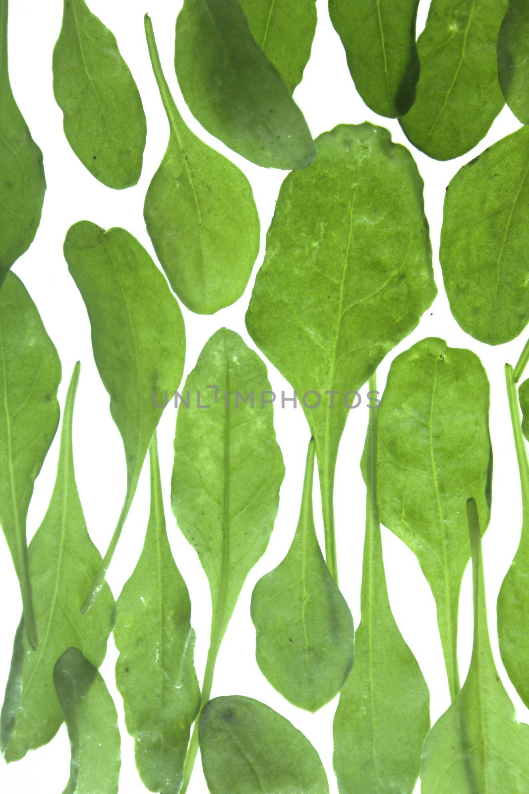 Spinach, Spinacia oleracea by yands