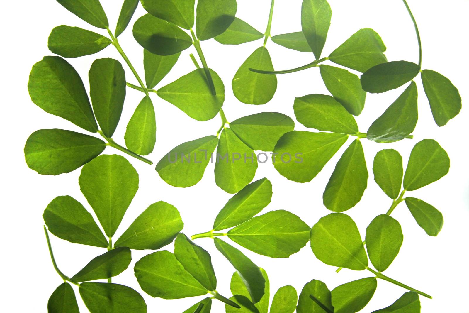 Leaves of Fenugreek, Trigonella Foenum-graecum by yands