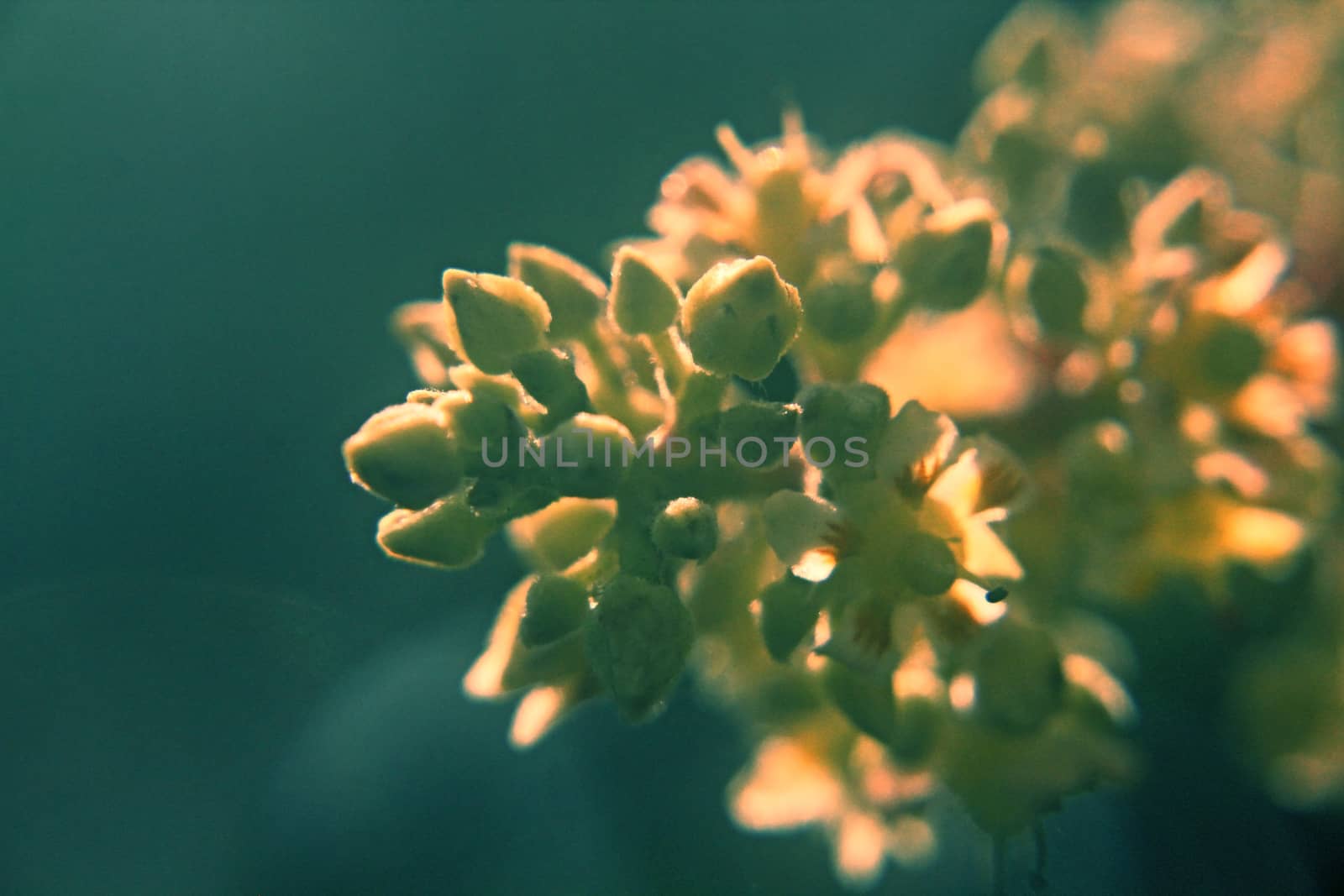 Mango Inflorescence by yands