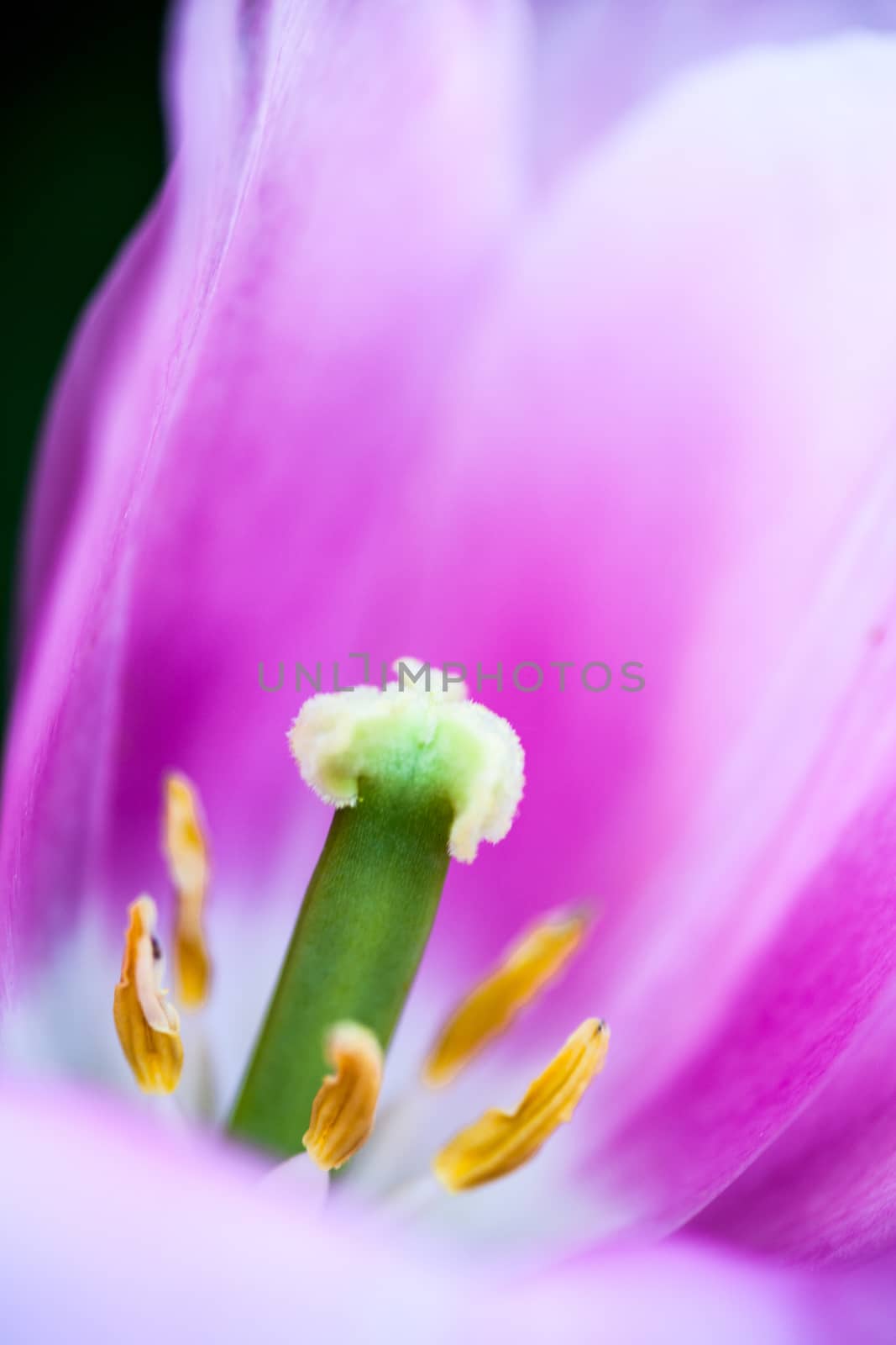 Closeup of the blooming pink tulip flower