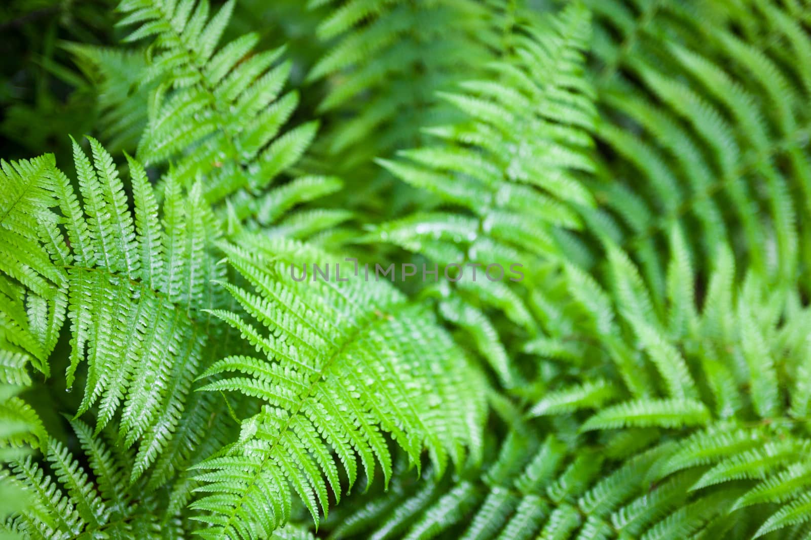 Beautiful green fern stems and leaves (Pteridophyta)