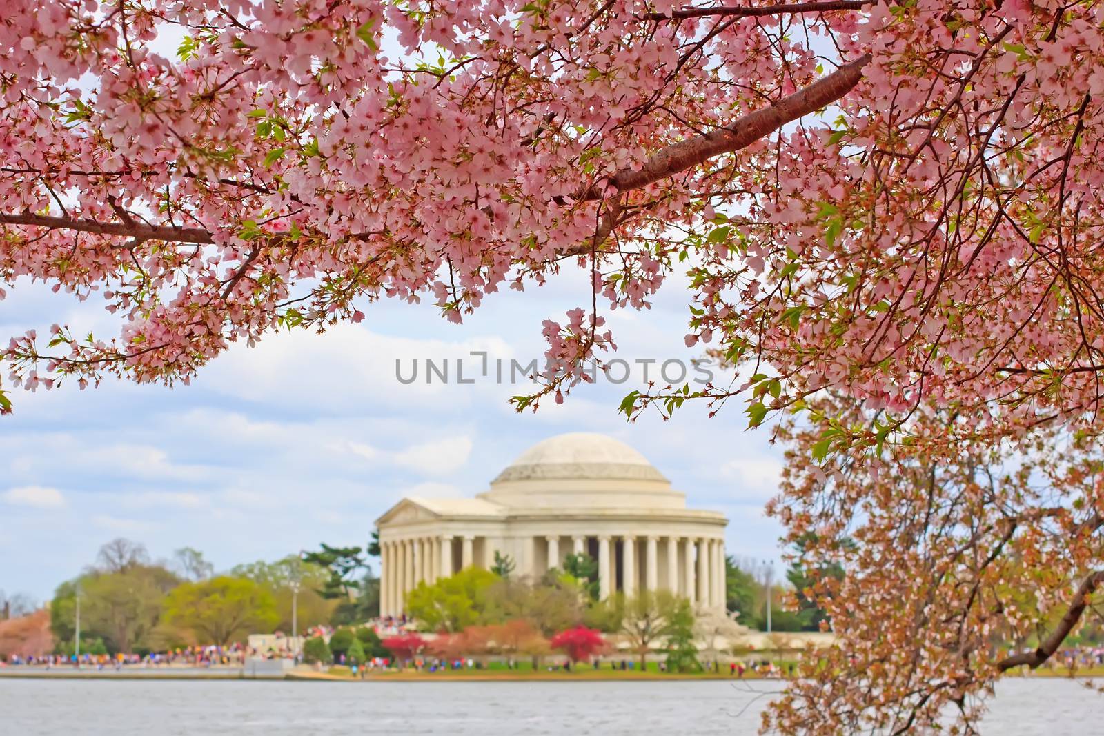 Pink cherry blossoms framing the Jefferson Memorial in Washington DC during the Cherry Festival.