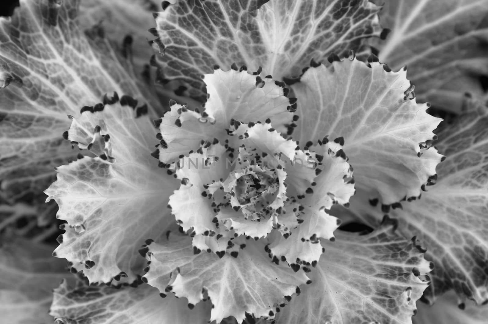 Black and white rendering of a white ornamental cabbage plant