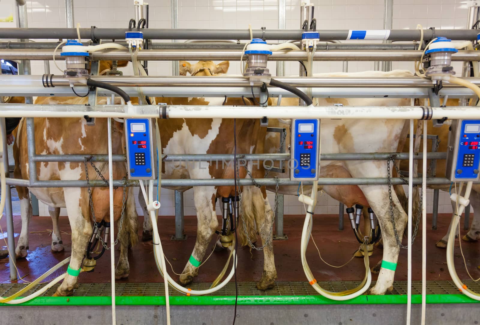 Cow milking facility in a modern farm