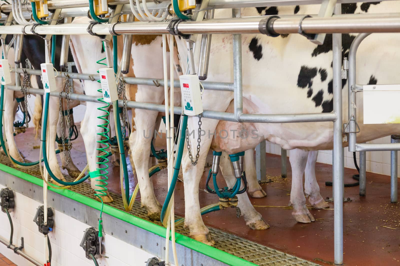 Cow milking facility in a modern farm by ymgerman