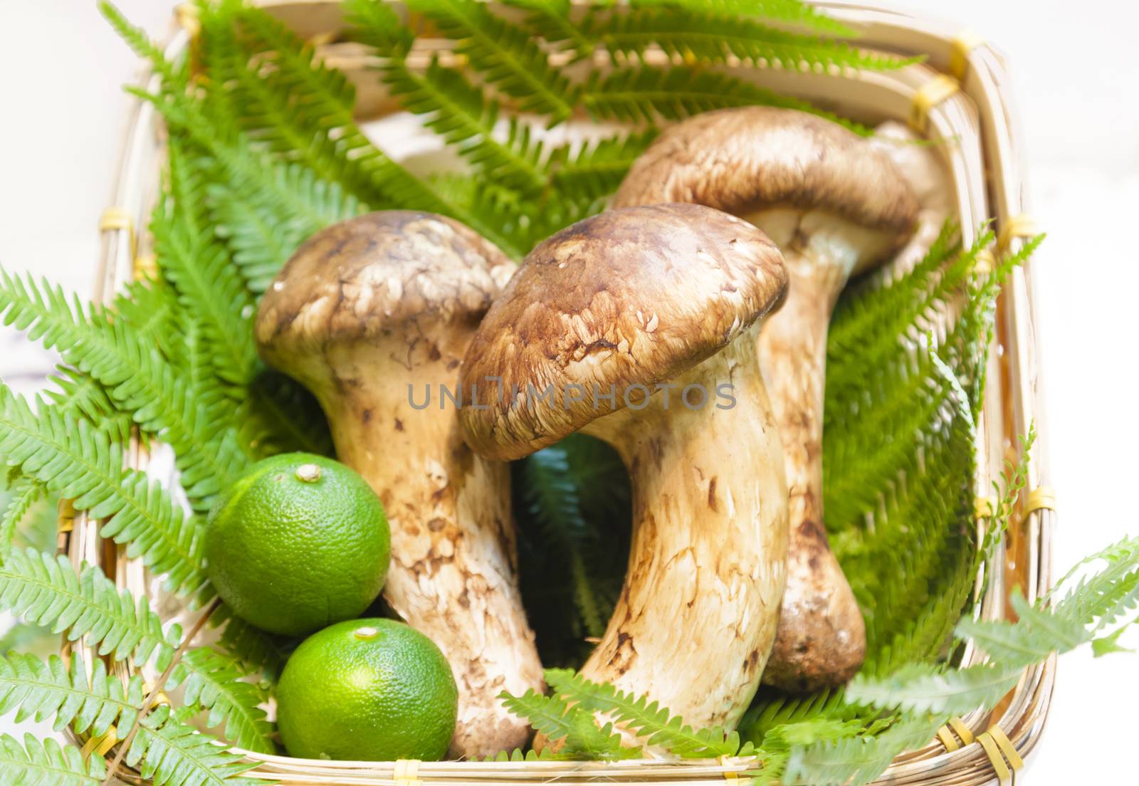 Matsutake mushroom of Japan. It is highly priced mushroom for its distinct spicy-aromatic odor.