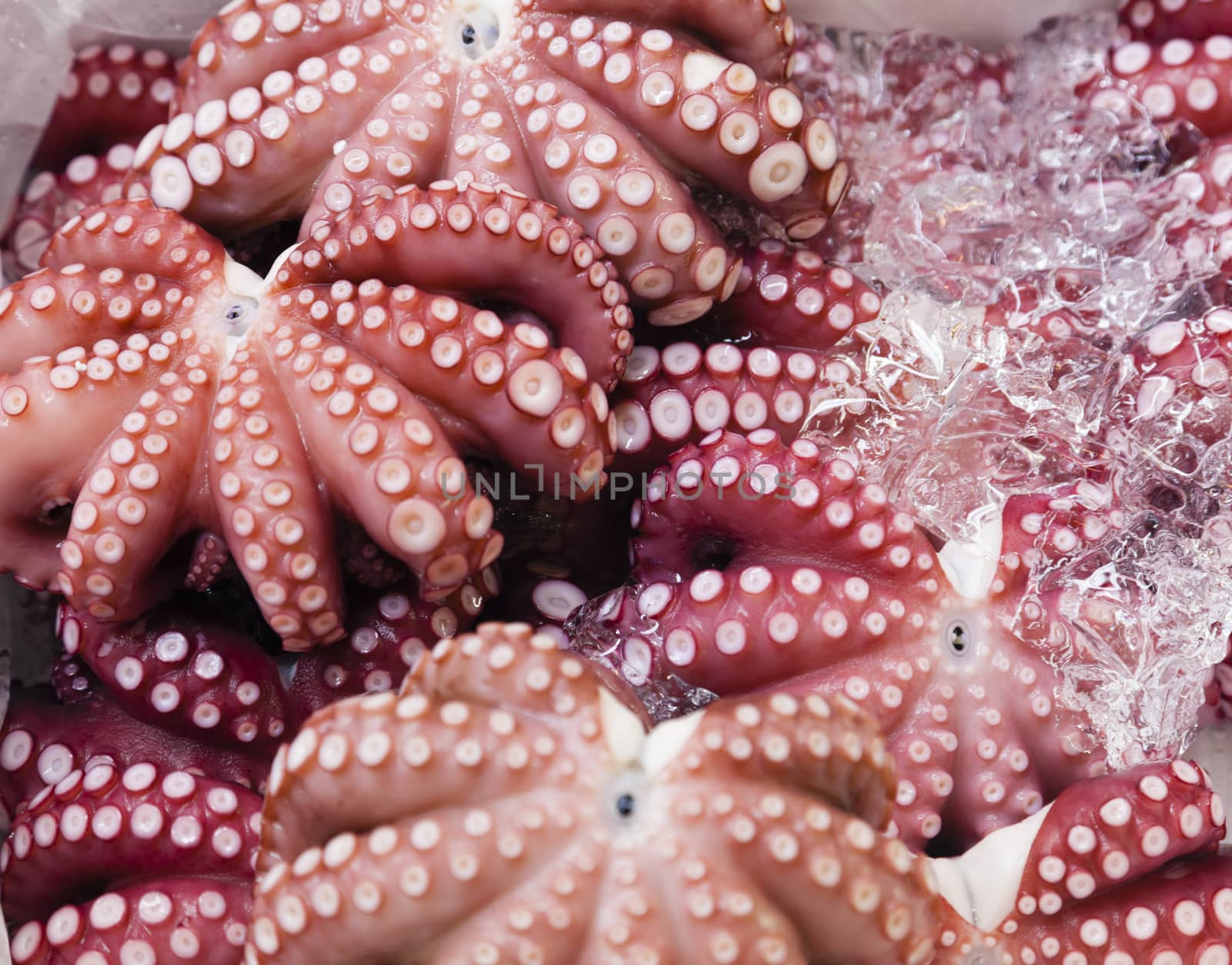 Octopus in a fresh market by ymgerman