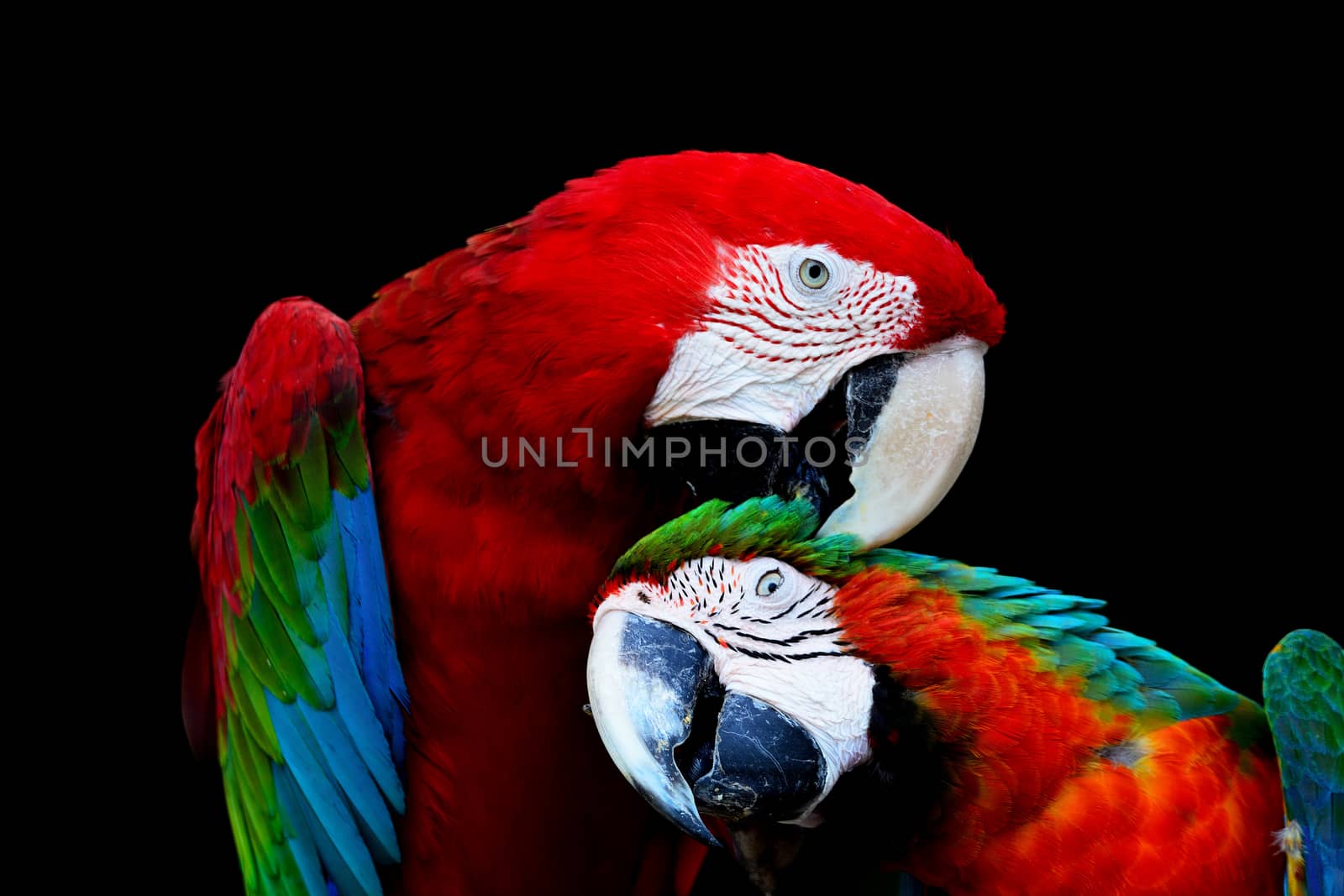 Beautiful parrot bird, Greenwinged Macaw and Harlequin Macaw in portrait profile