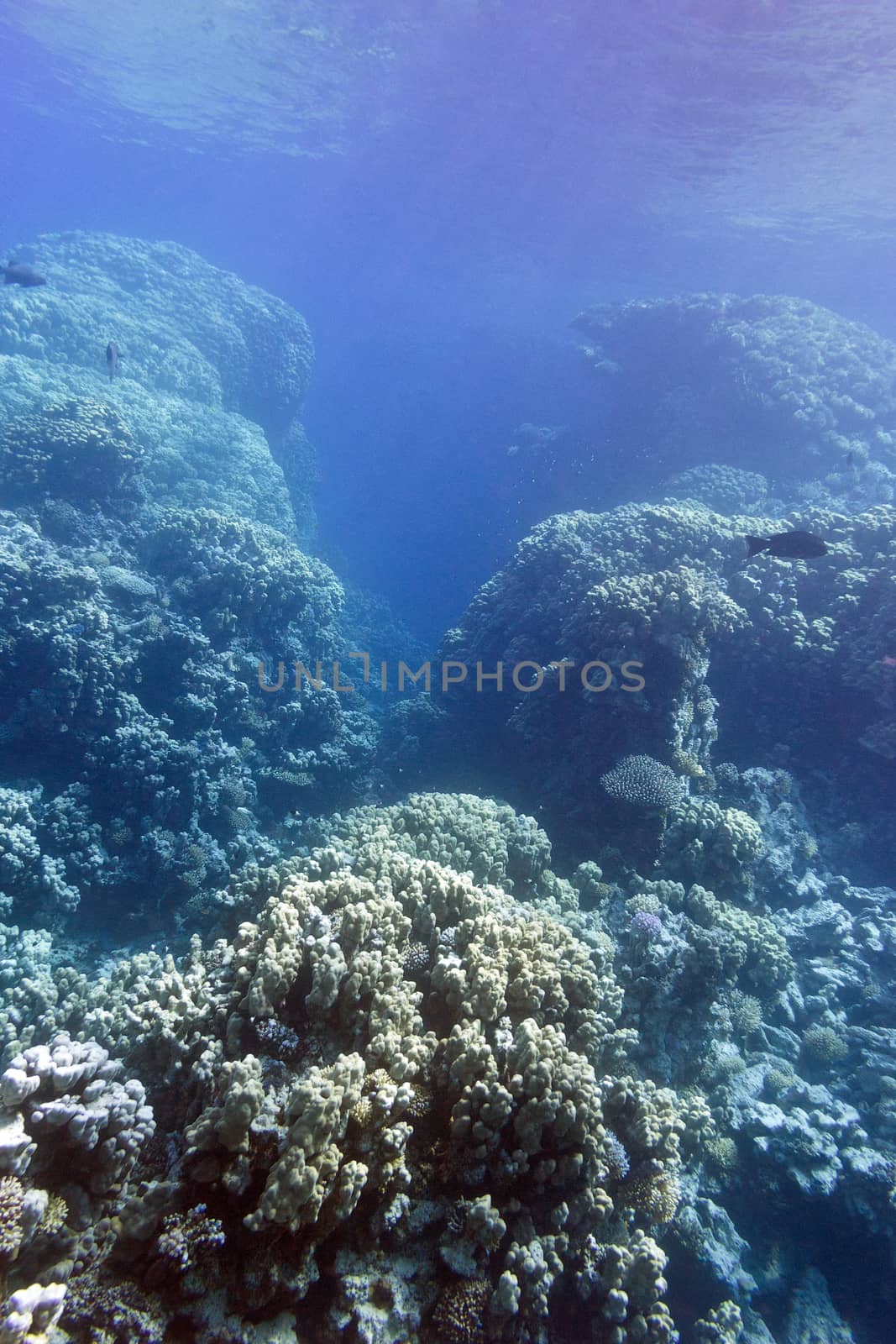 coral reef with hard corals at the bottom of tropical sea on blue water background