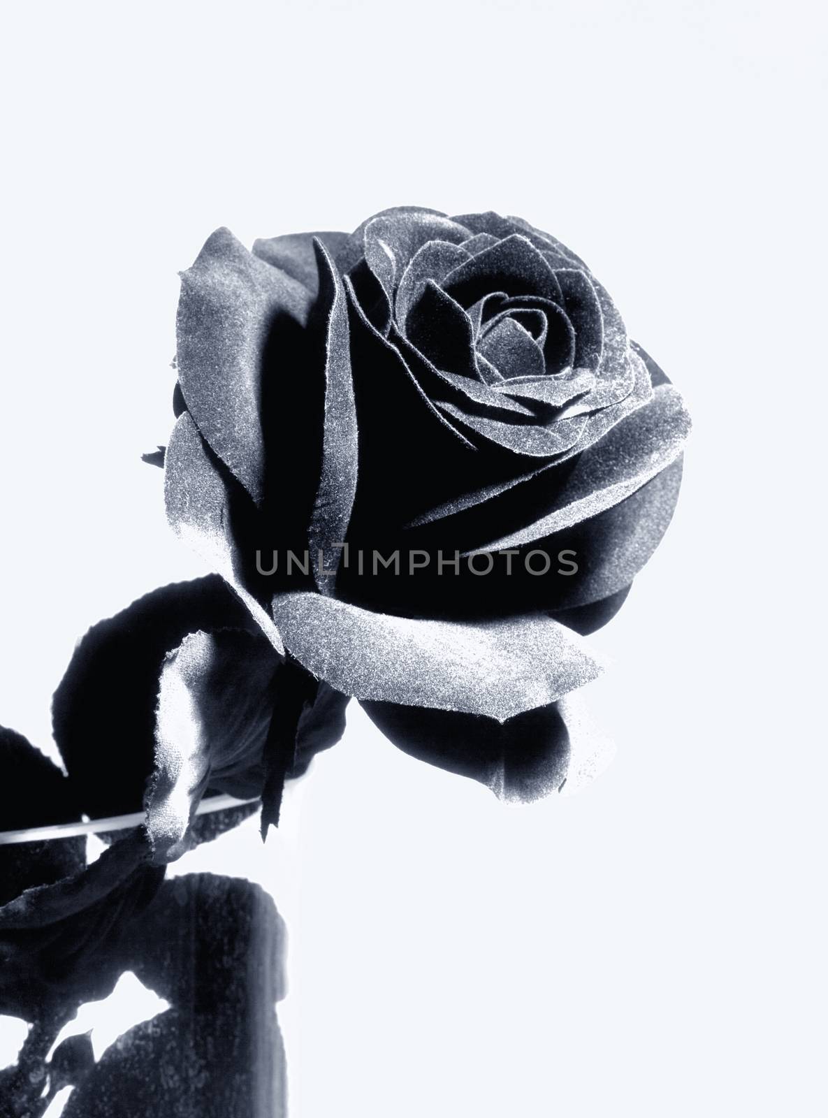 Black Artificial Rose - Isolated on White