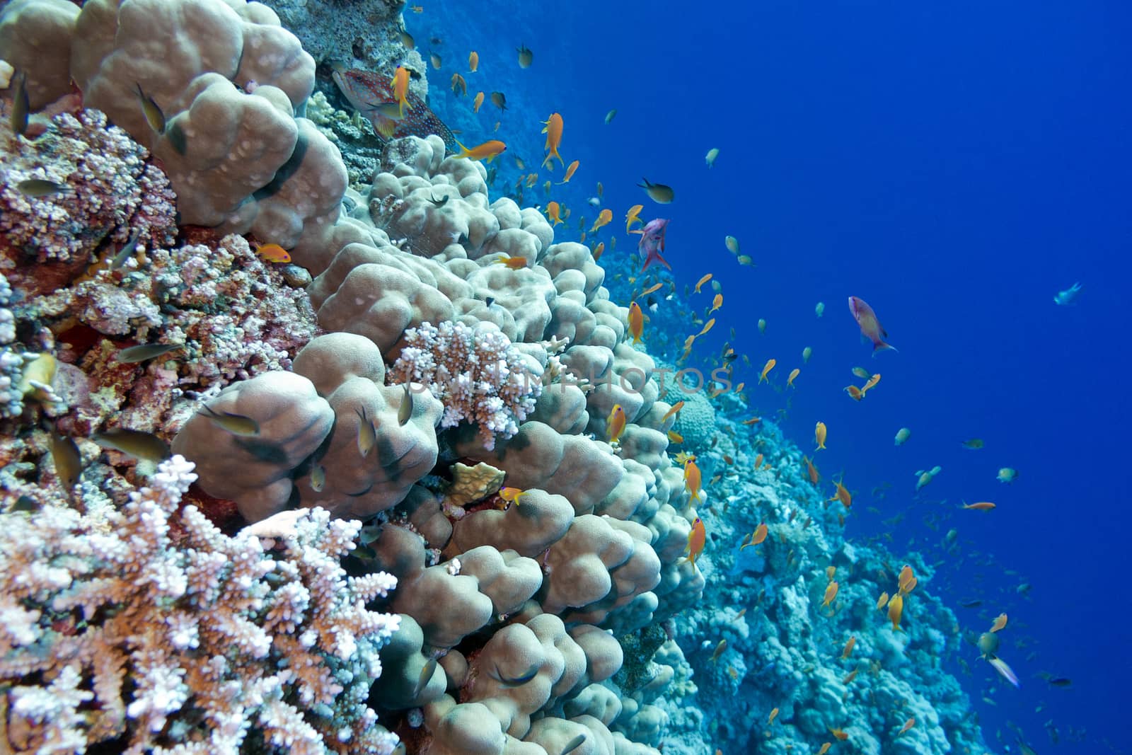 coral reef with porites corals  and exotic fishes anthias at the bottom of tropical sea isolated on blue water background by mychadre77