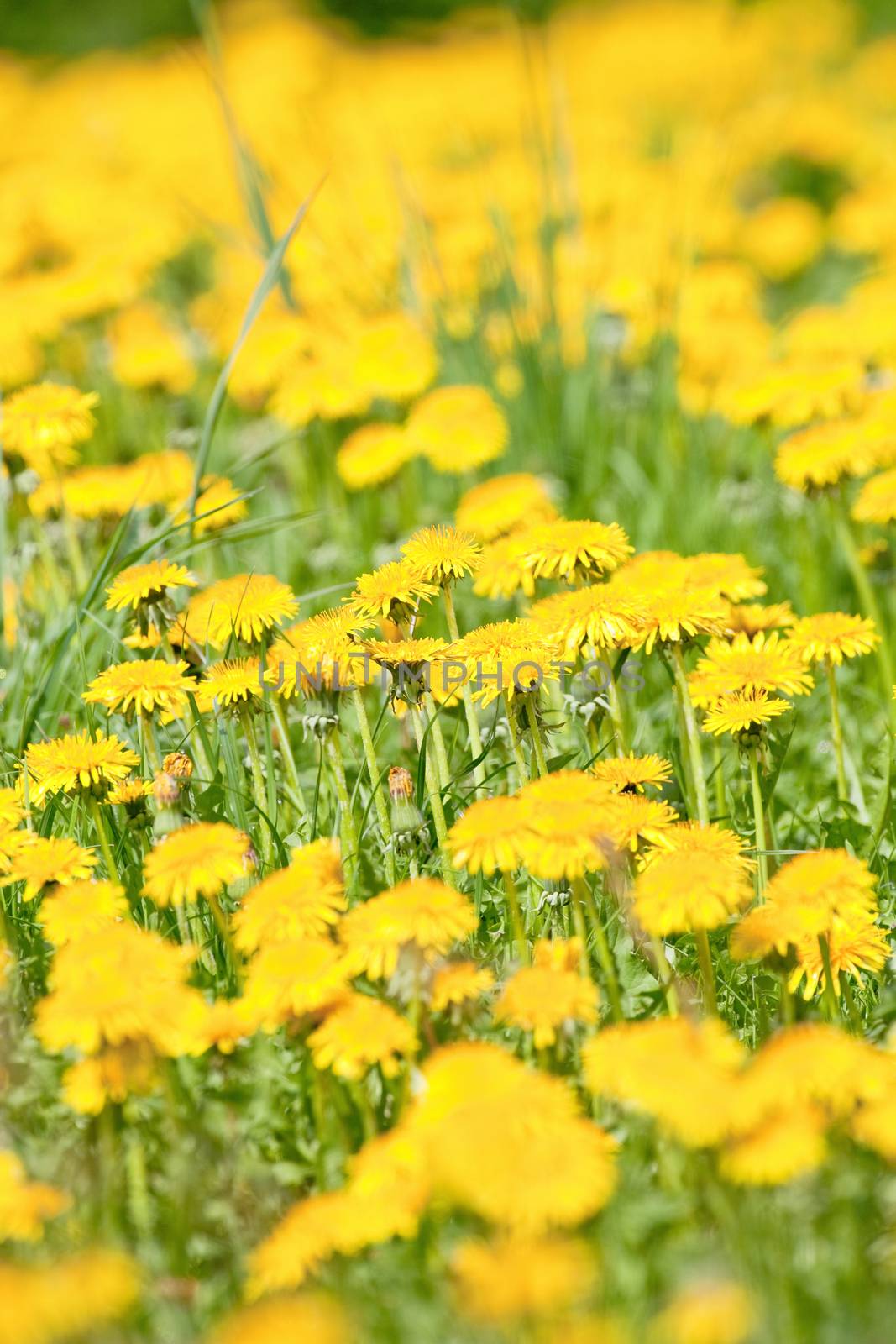 field of blooming dandelion and grass in springtime