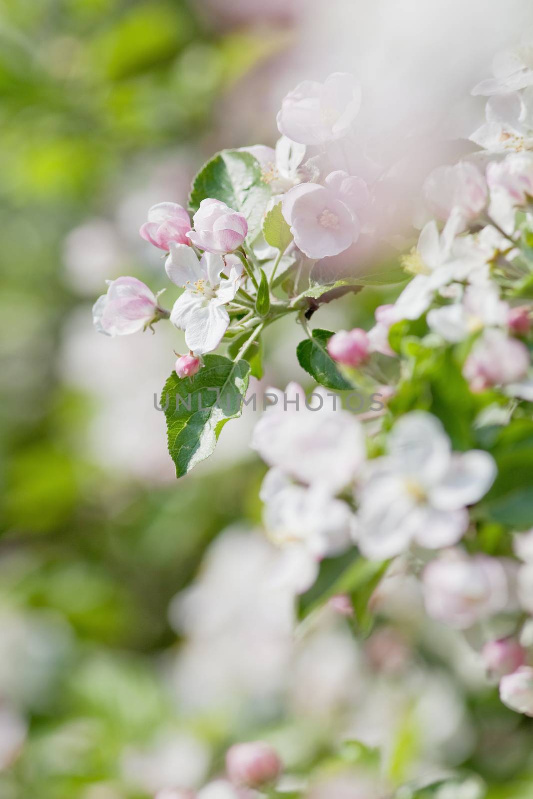 springtime - closeup of apple tree flowers at blossom