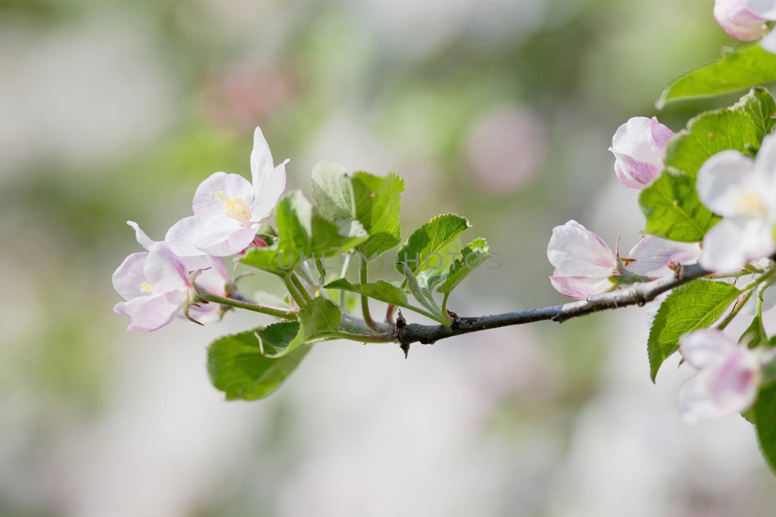 apple tree in blossom by courtyardpix