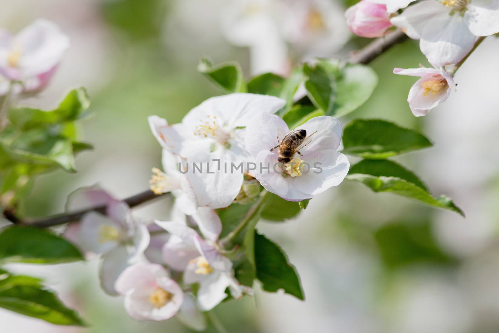 closeup of apple tree flowers and honey bee in spring