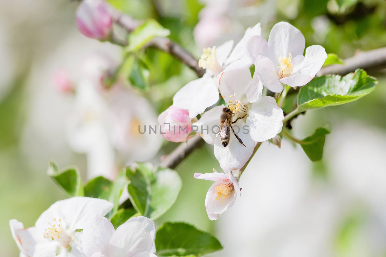 closeup of apple tree flowers and honey bee in spring