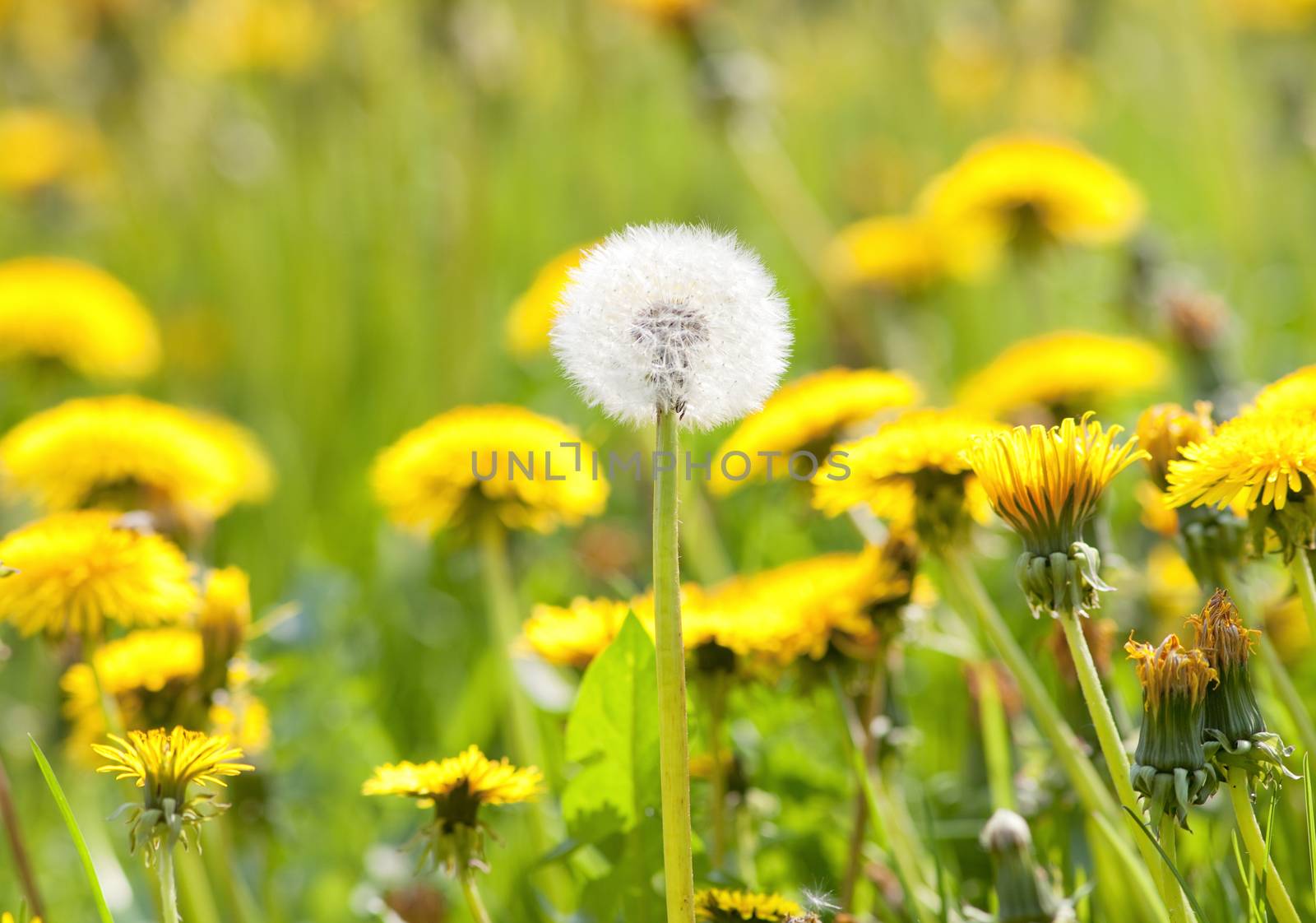 field of blooming dandelion and grass in springtime