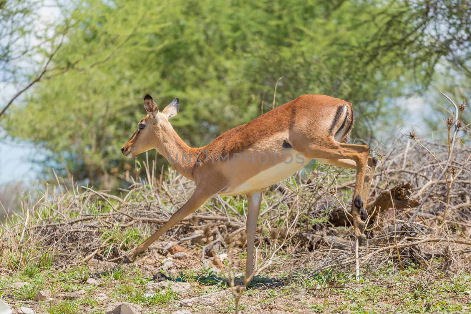 Impala at the Mokolodi Nature Reserve in Botswana