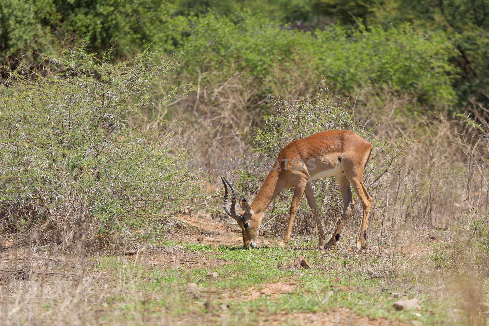 Impala at the Mokolodi Nature Reserve in Botswana