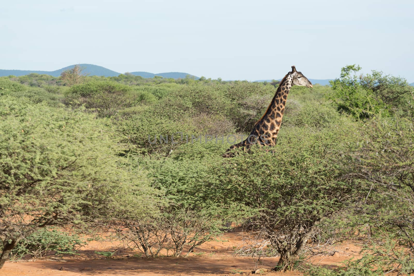 Giraffe in the wild by derejeb