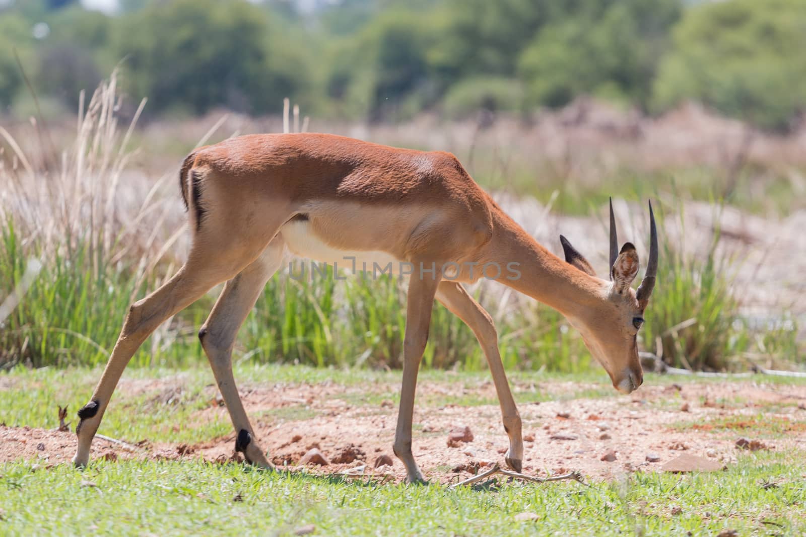 Impala at the Mokolodi Nature Reserve in Botswana